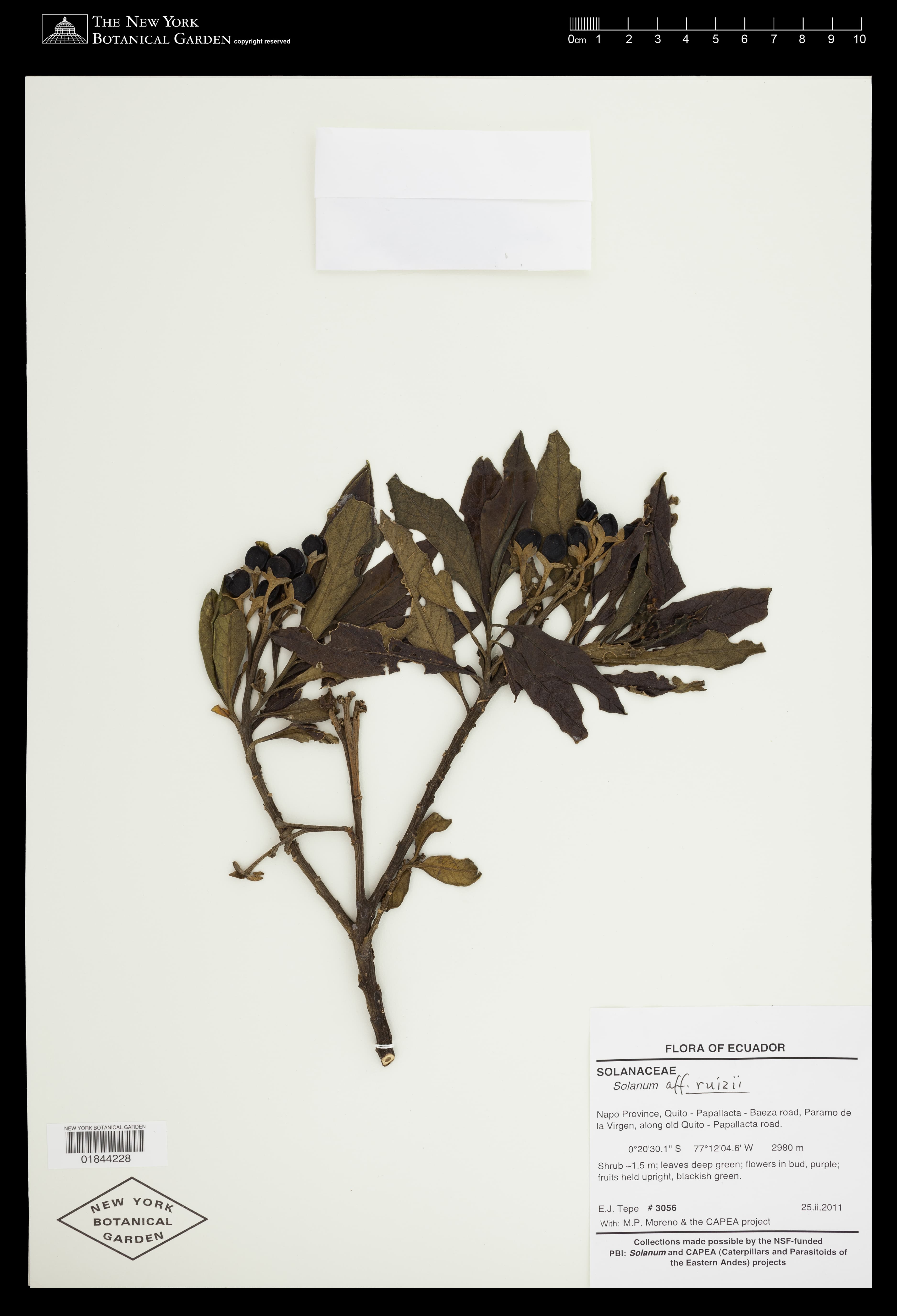 Solanum ruizii