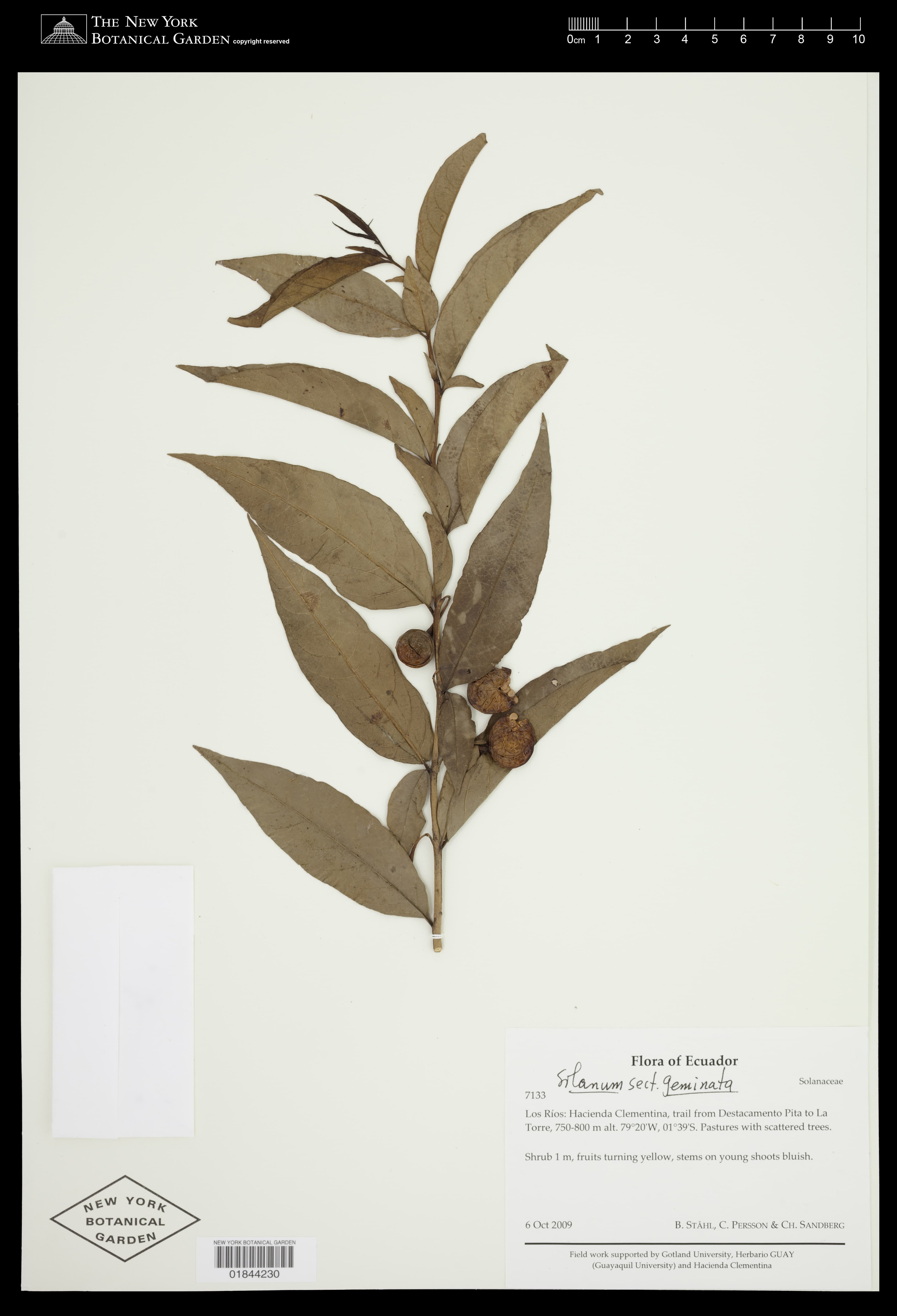 Solanum hypocalycosarcum