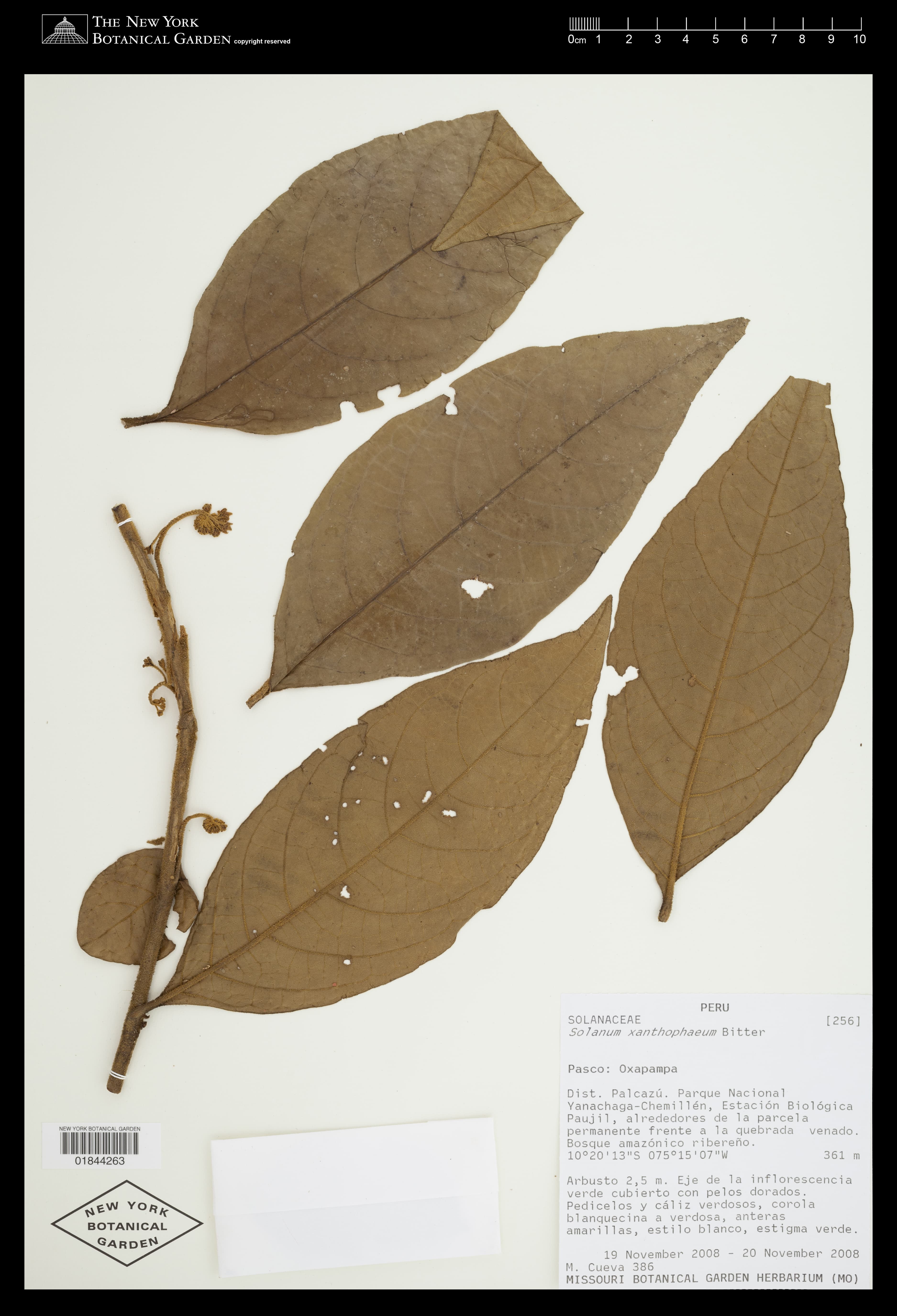 Solanum xanthophaeum