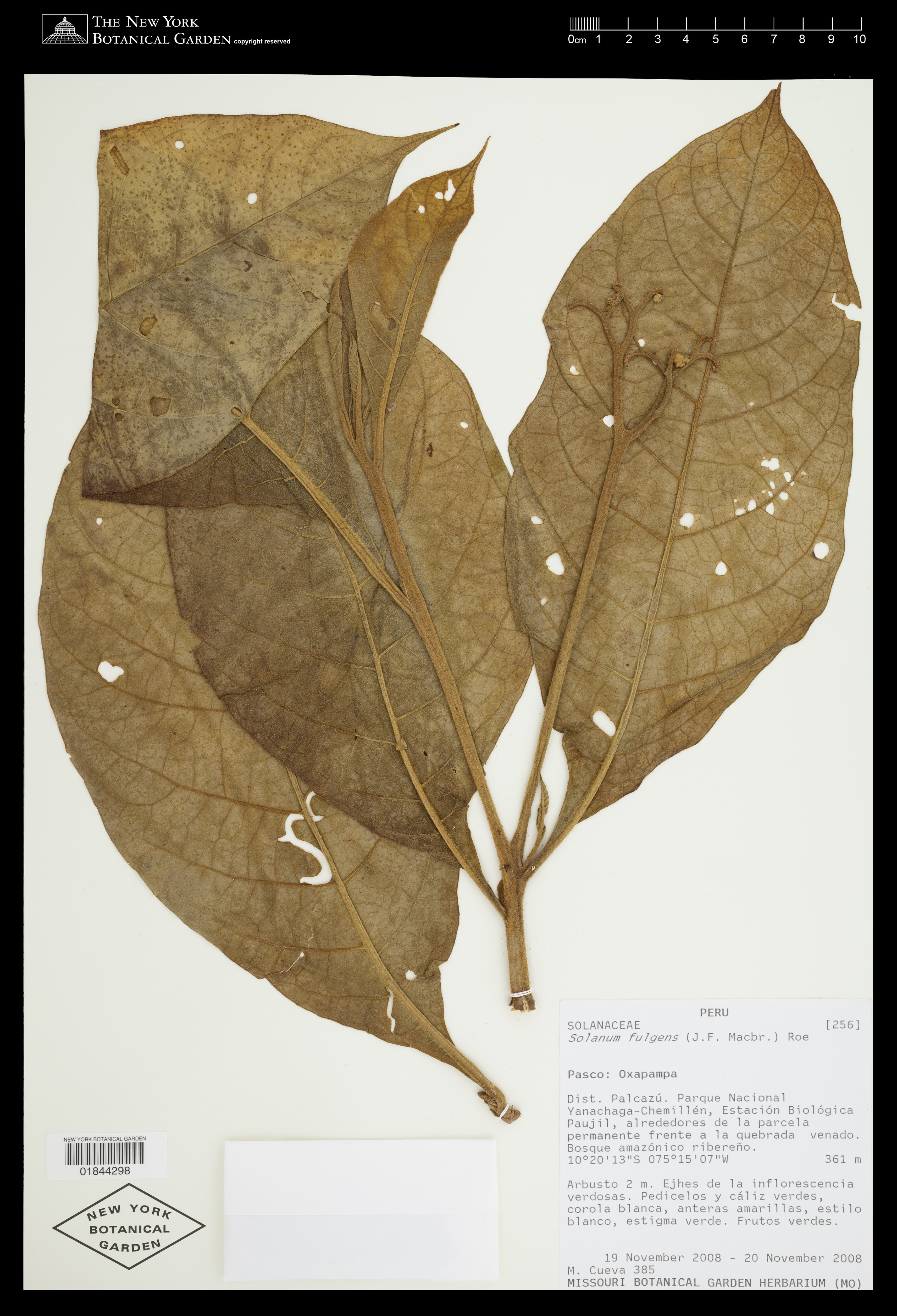 Solanum fulgens