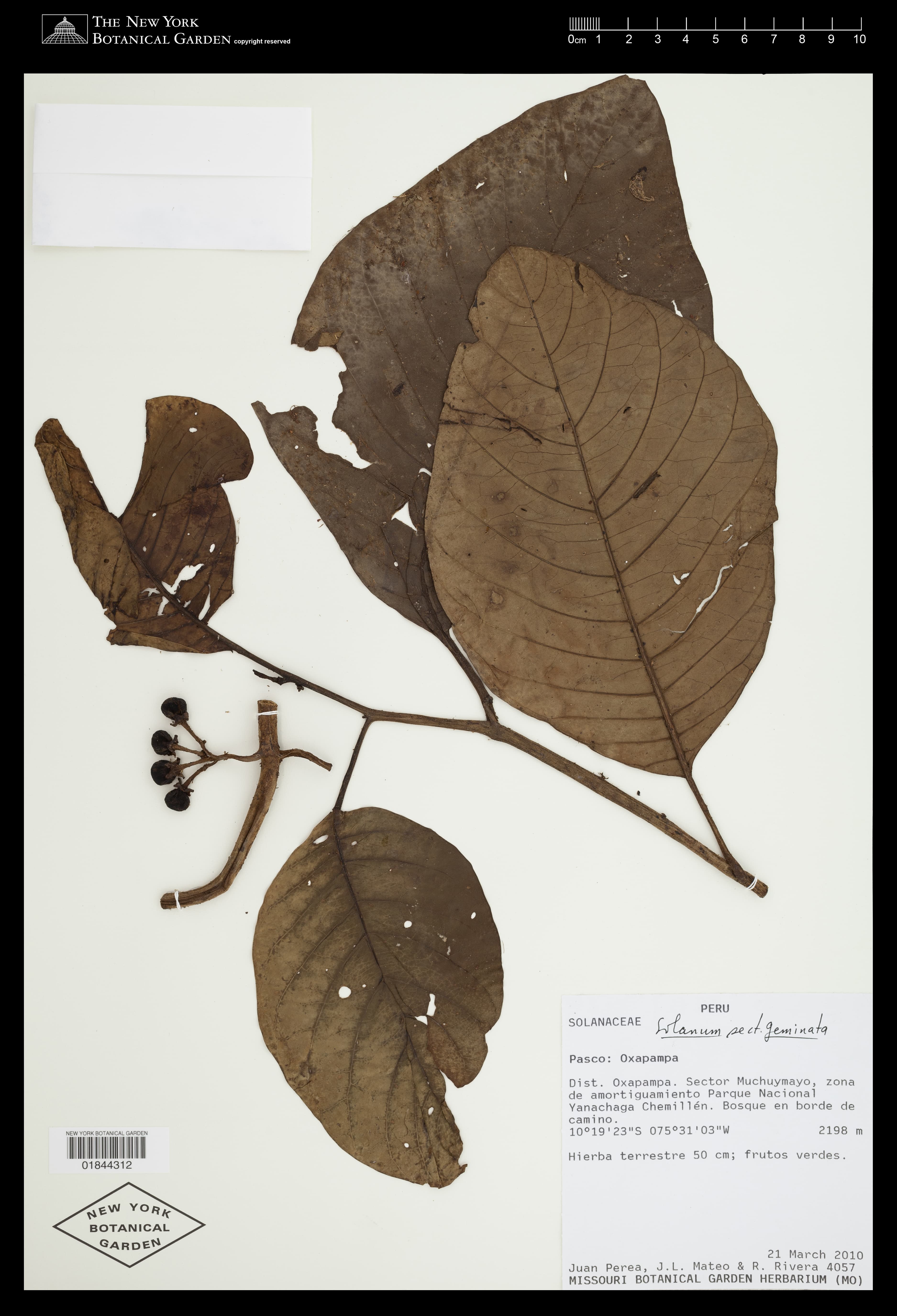 Solanum robustifrons