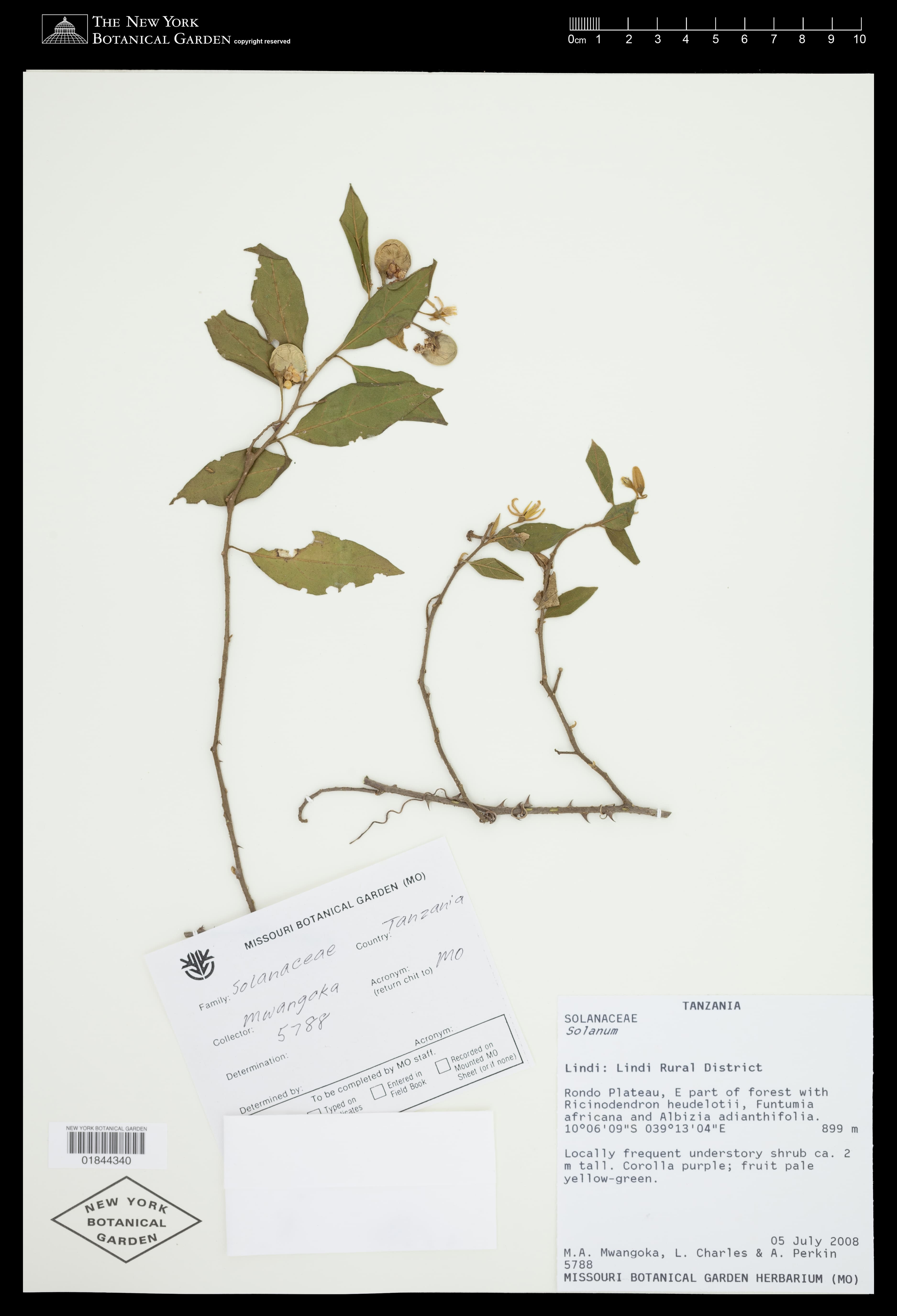 Solanum zanzibarense