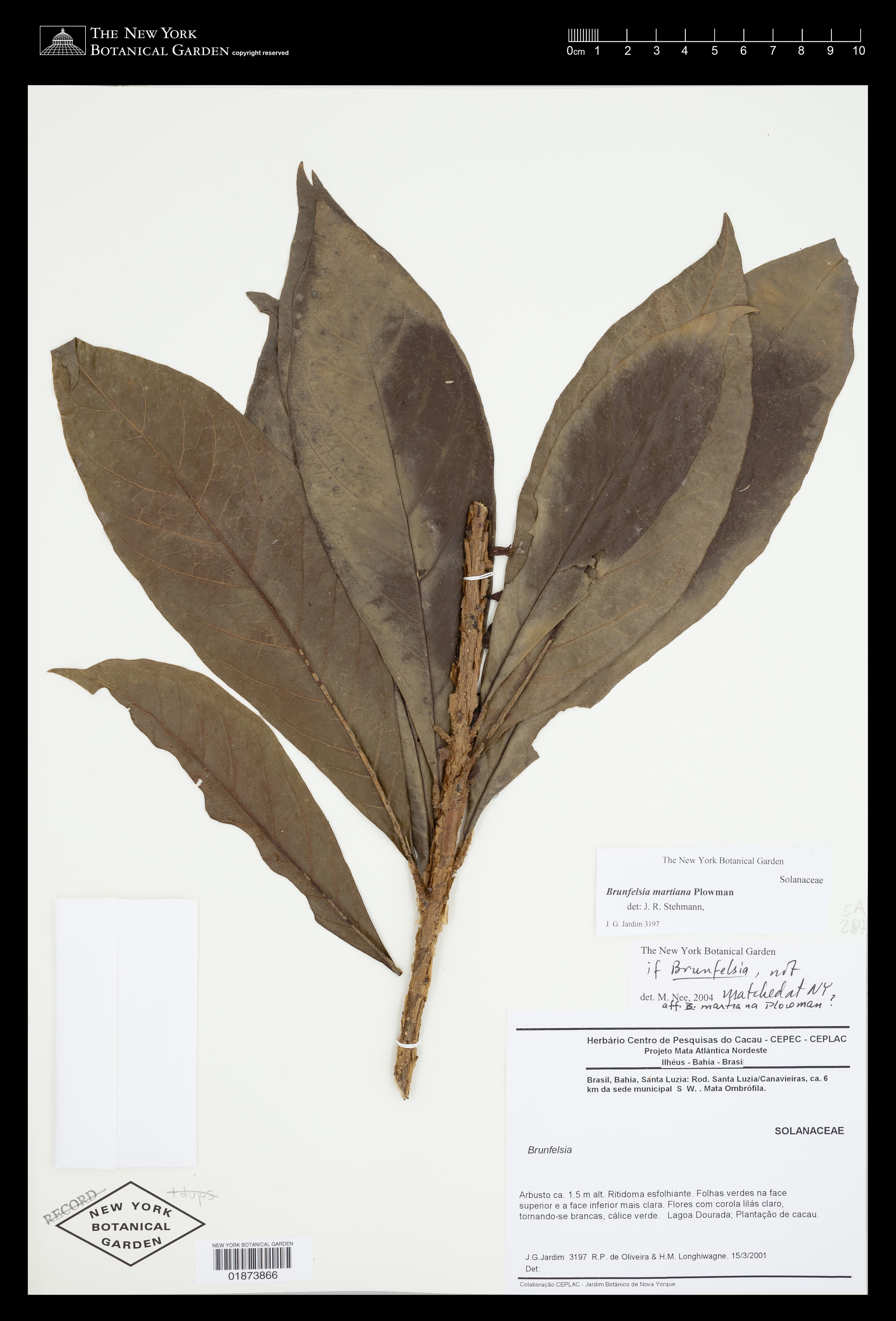 Brunfelsia martiana