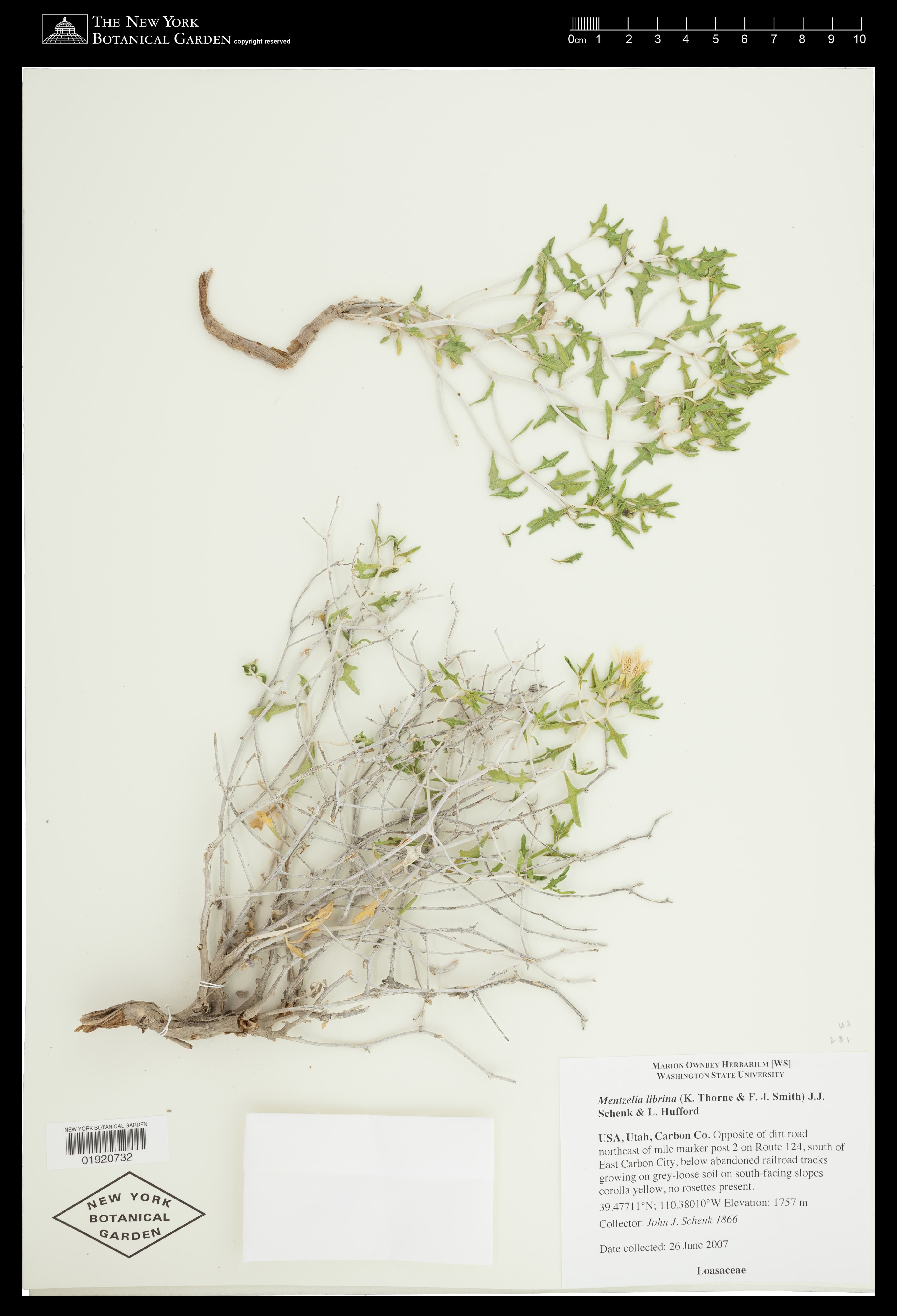 Horse Canyon stickleaf