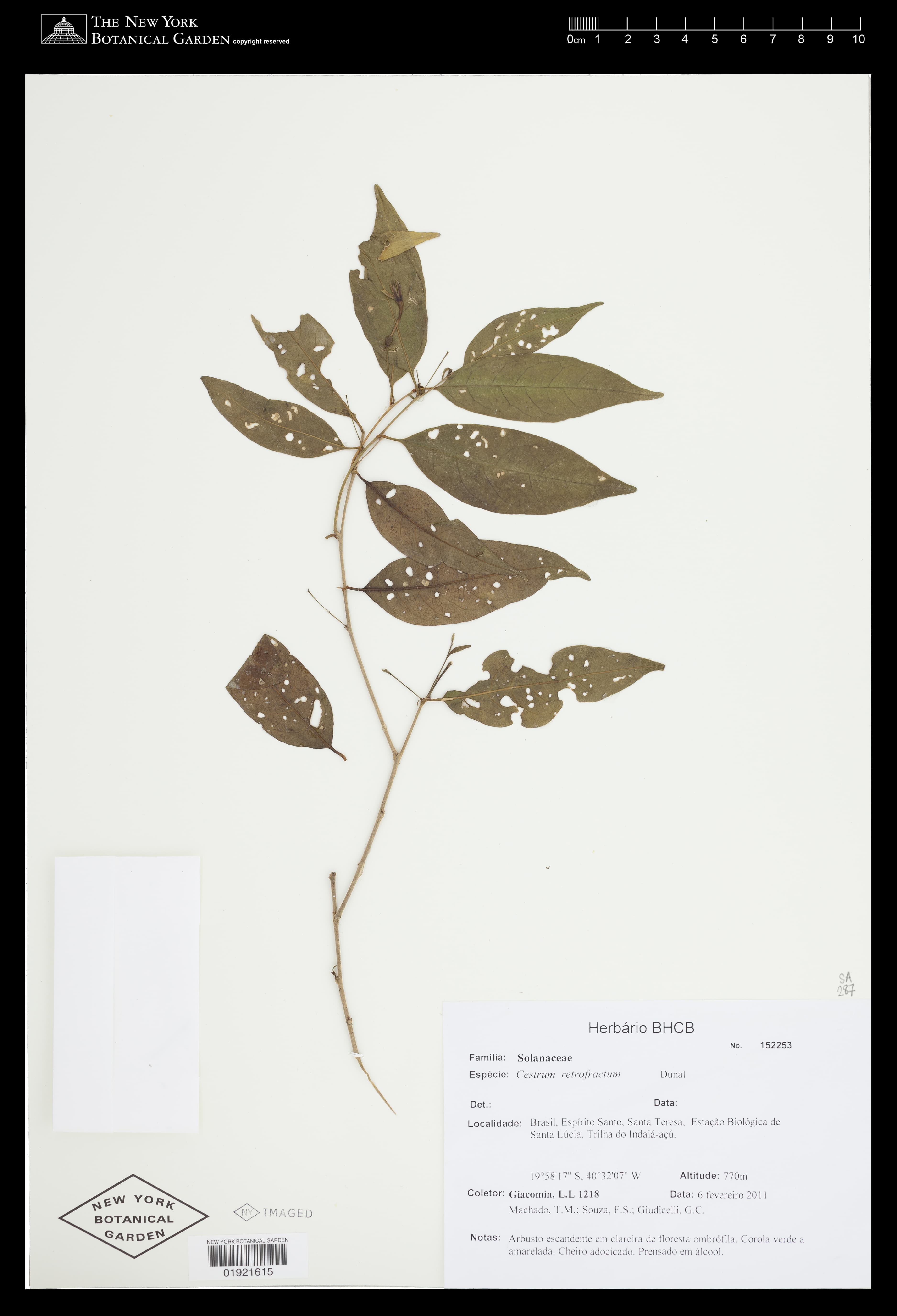 Cestrum retrofractum