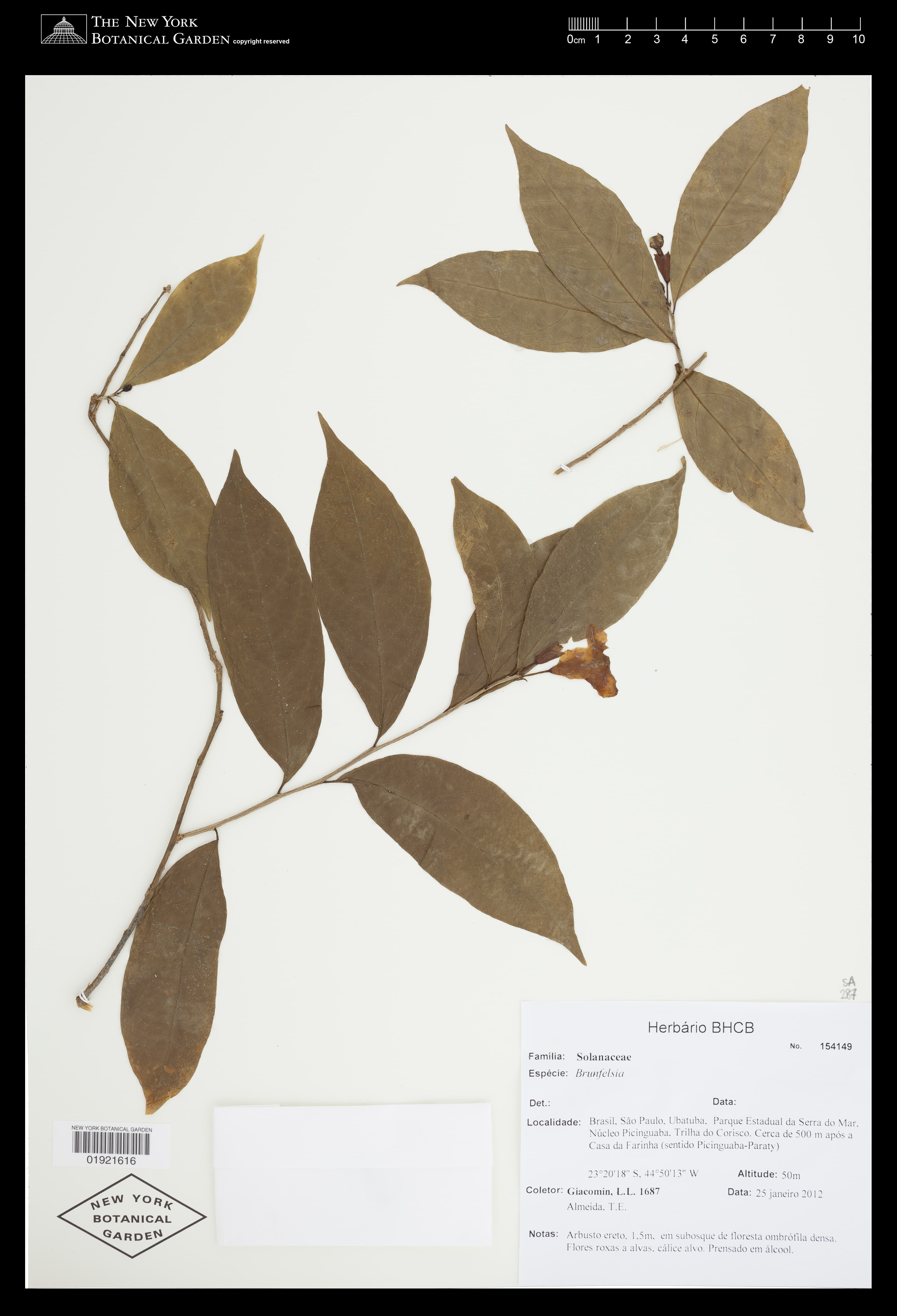 Brunfelsia bonodora