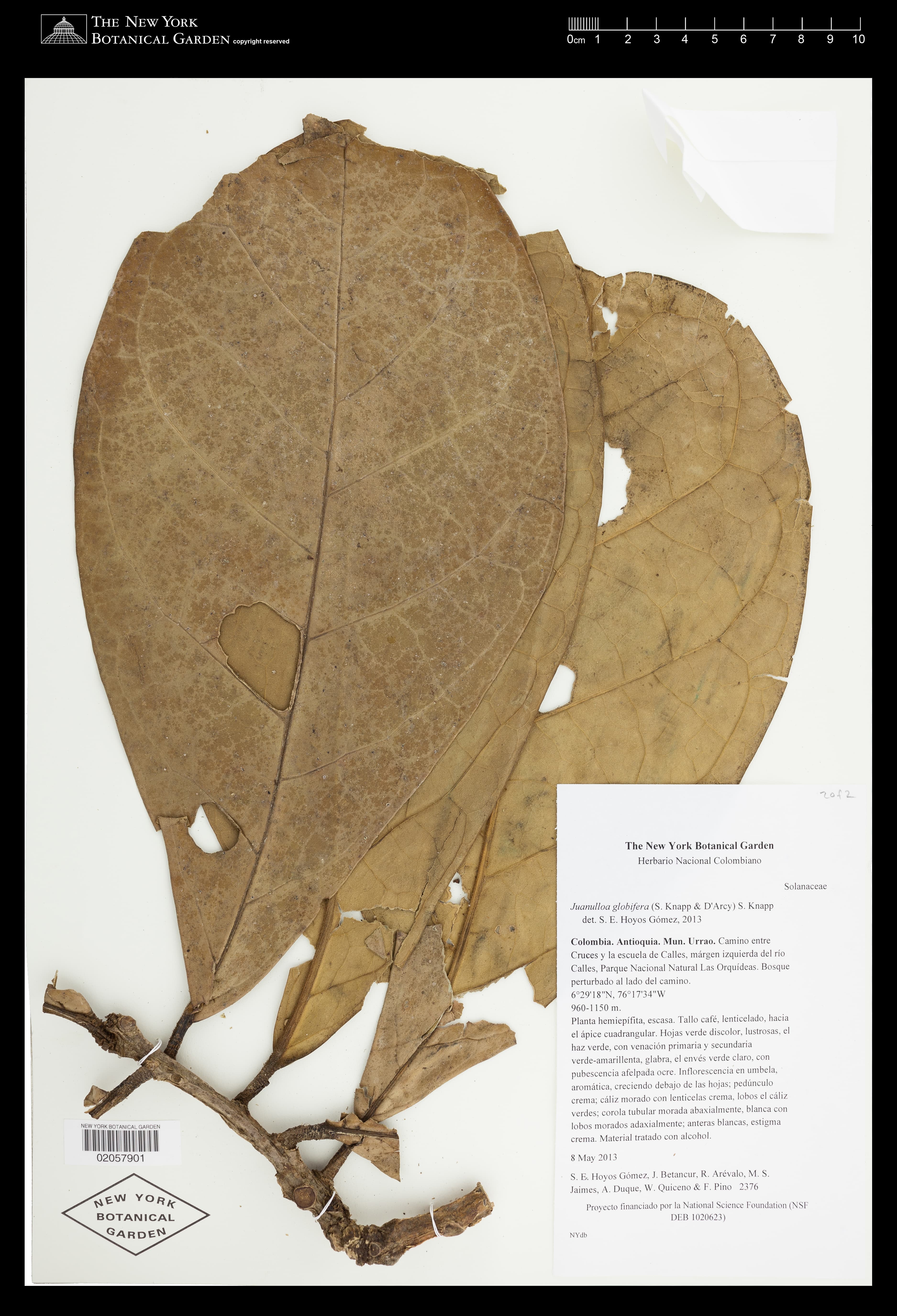 Juanulloa globifera