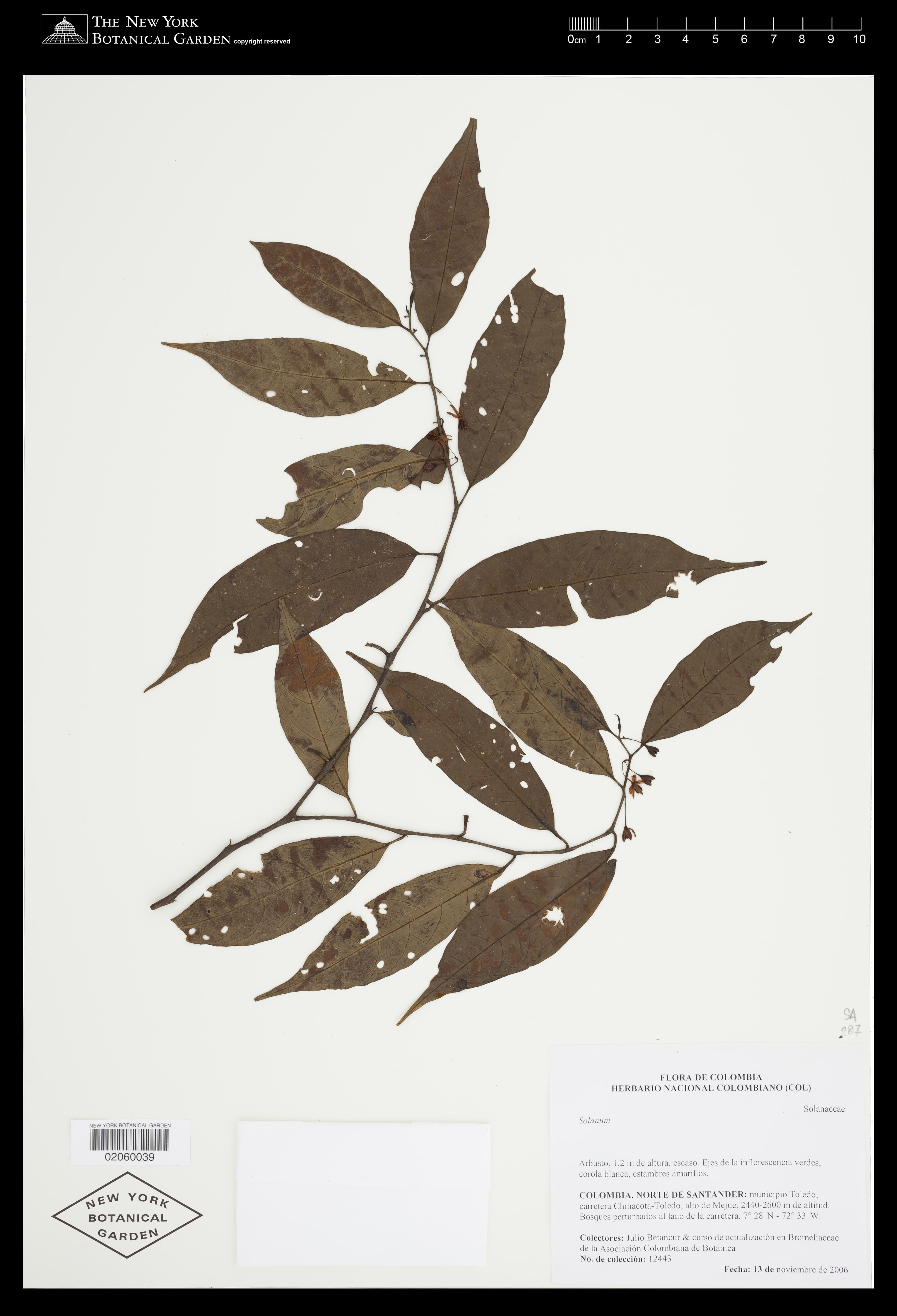 Solanum dissimile