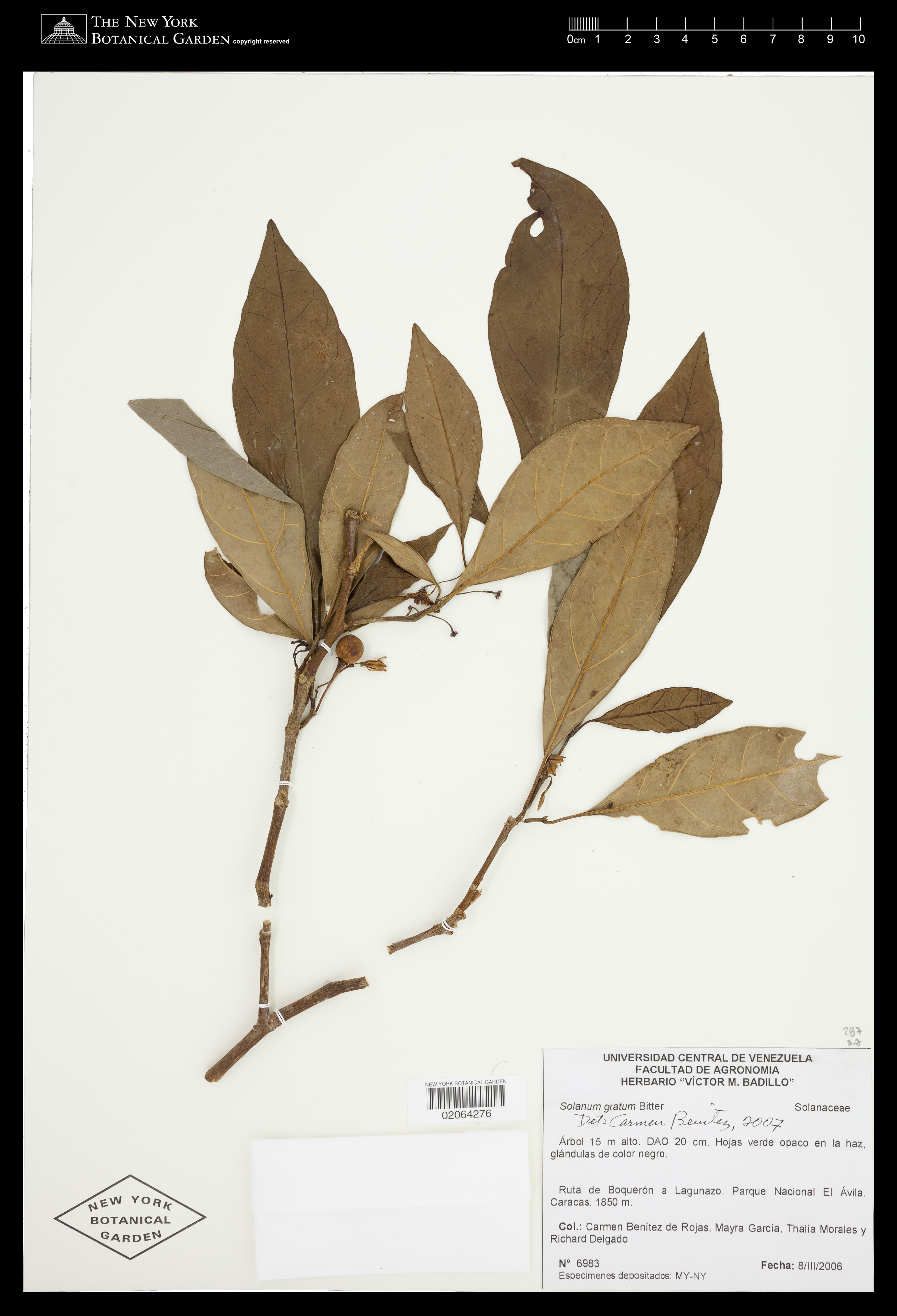 Solanum gratum