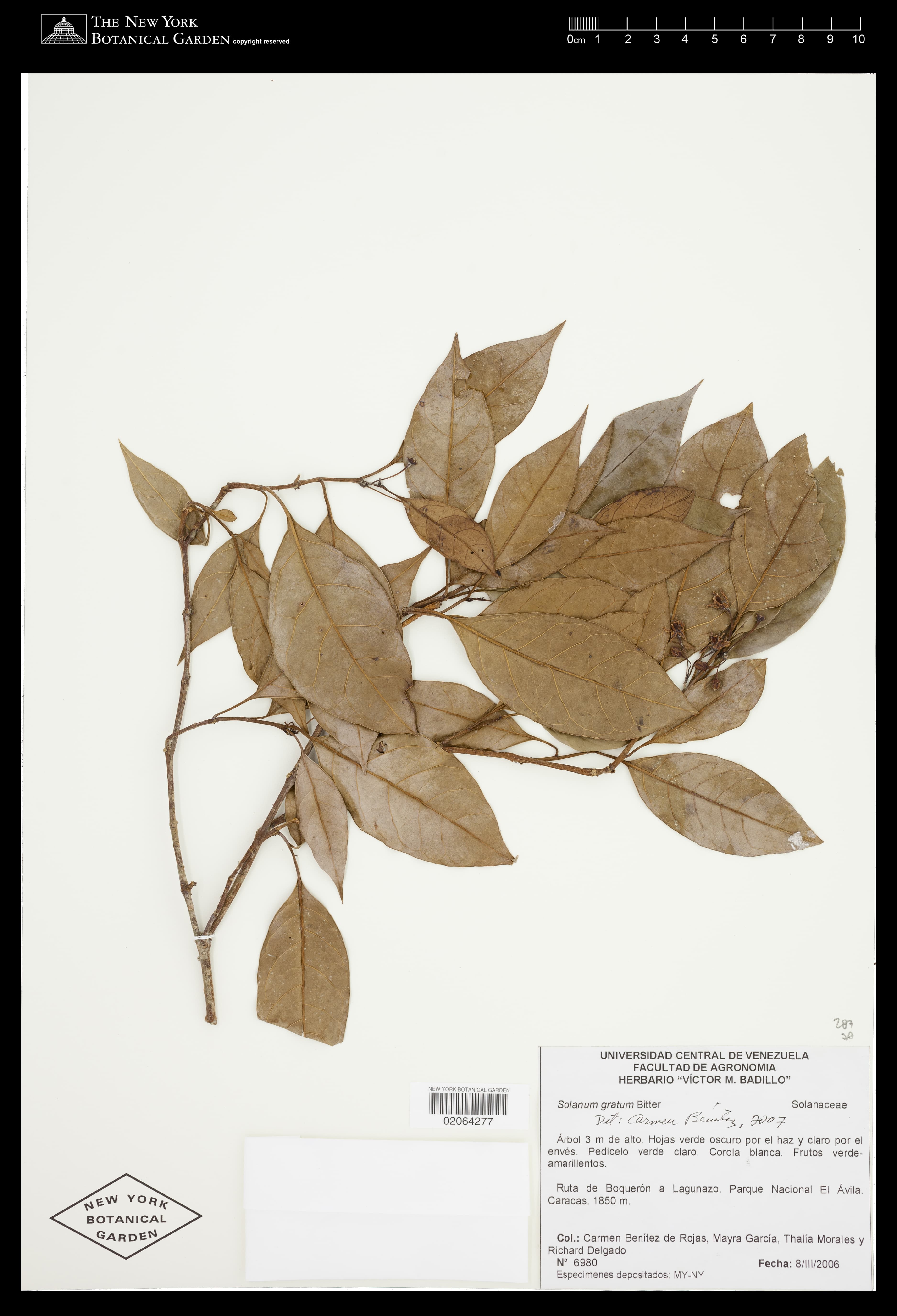 Solanum gratum