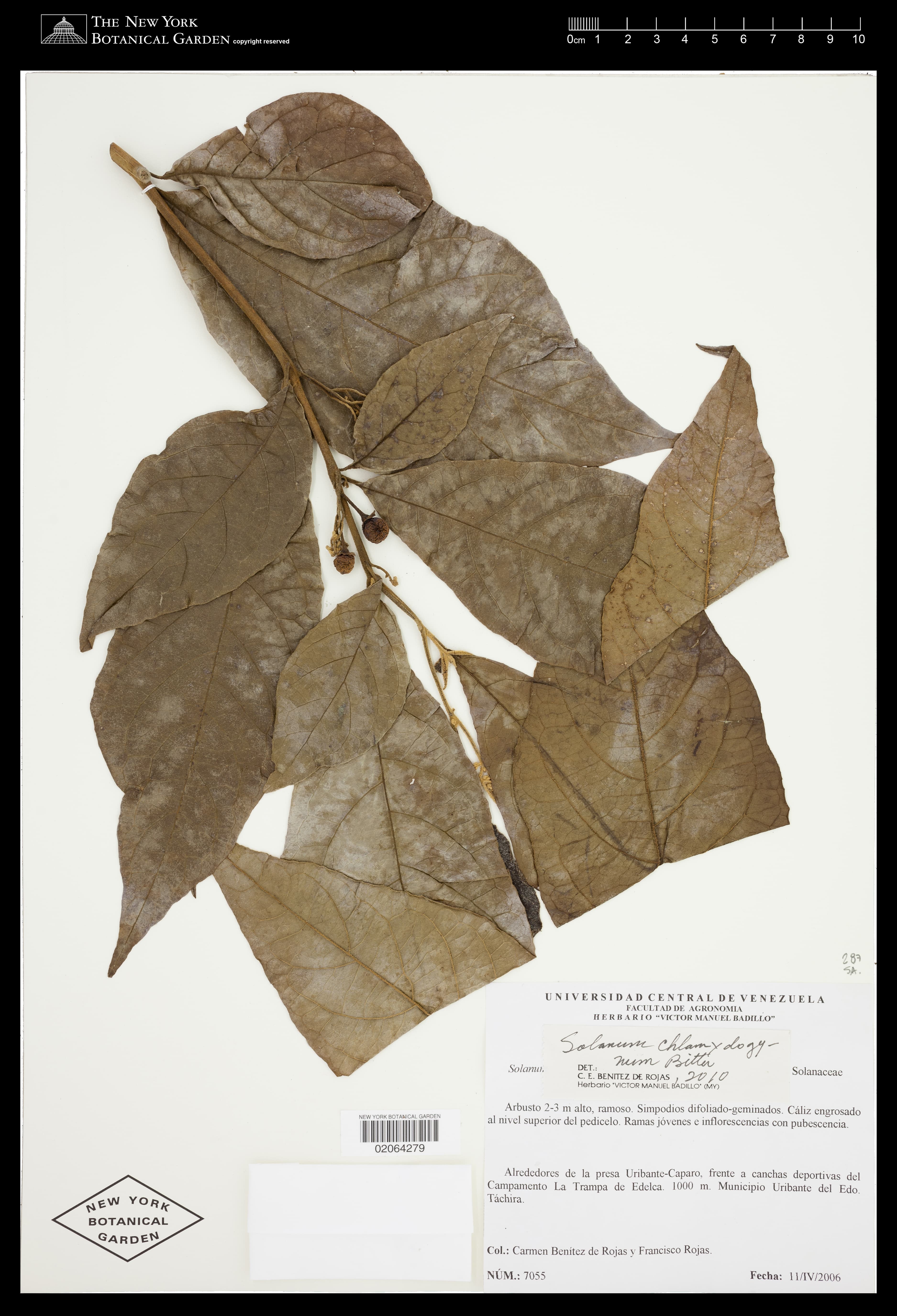 Solanum chlamydogynum