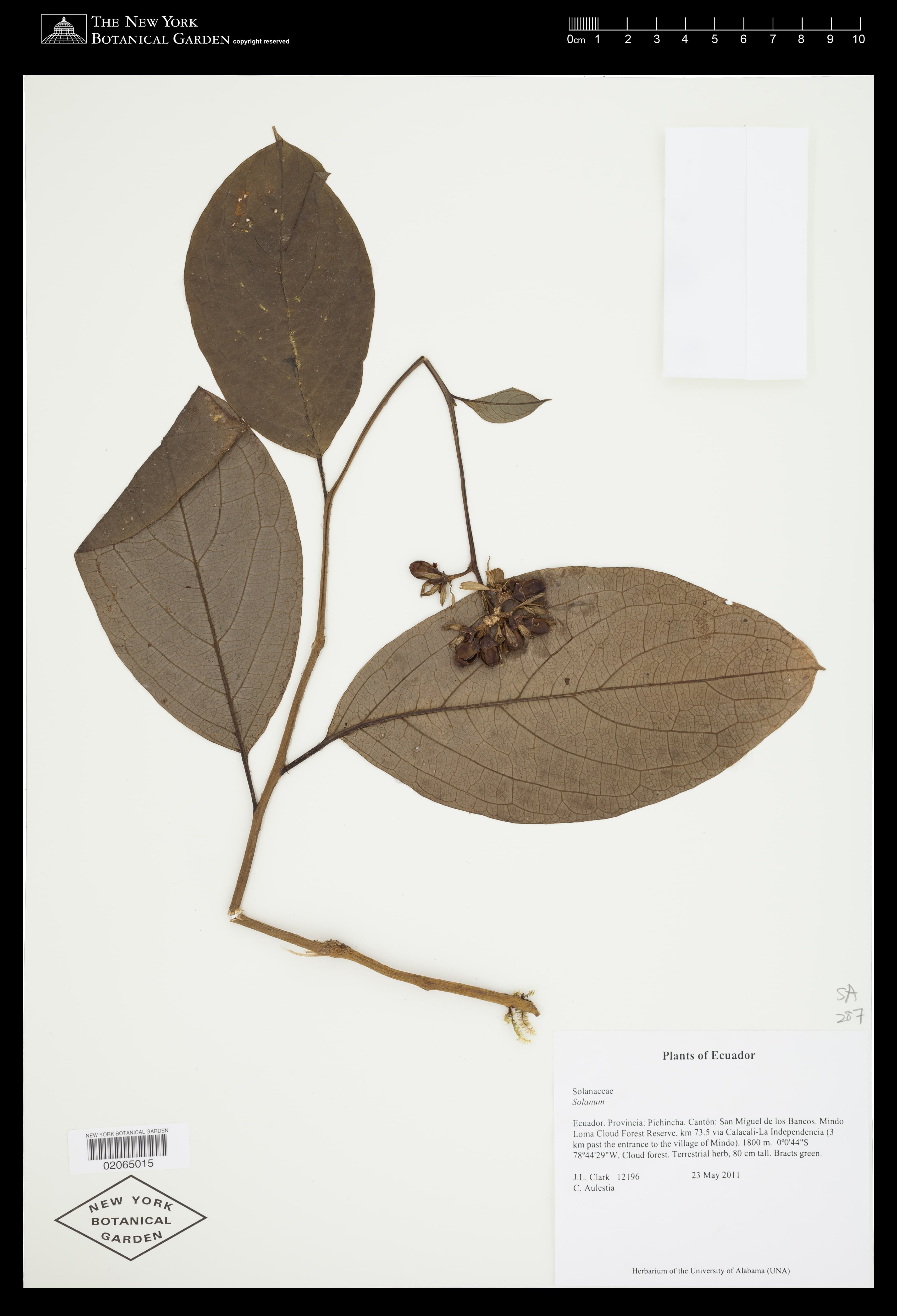 Mora cestrum