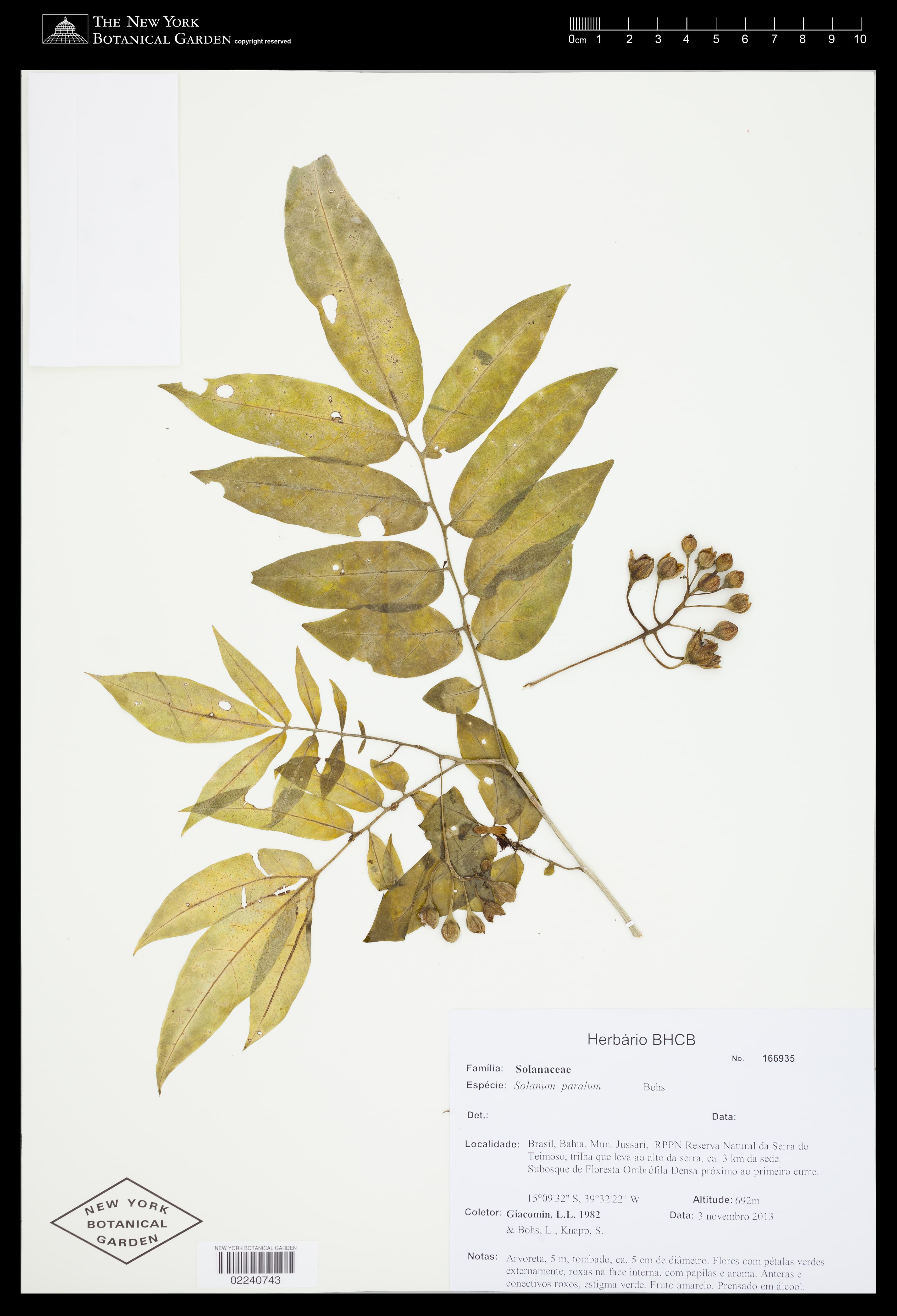 Solanum paralum