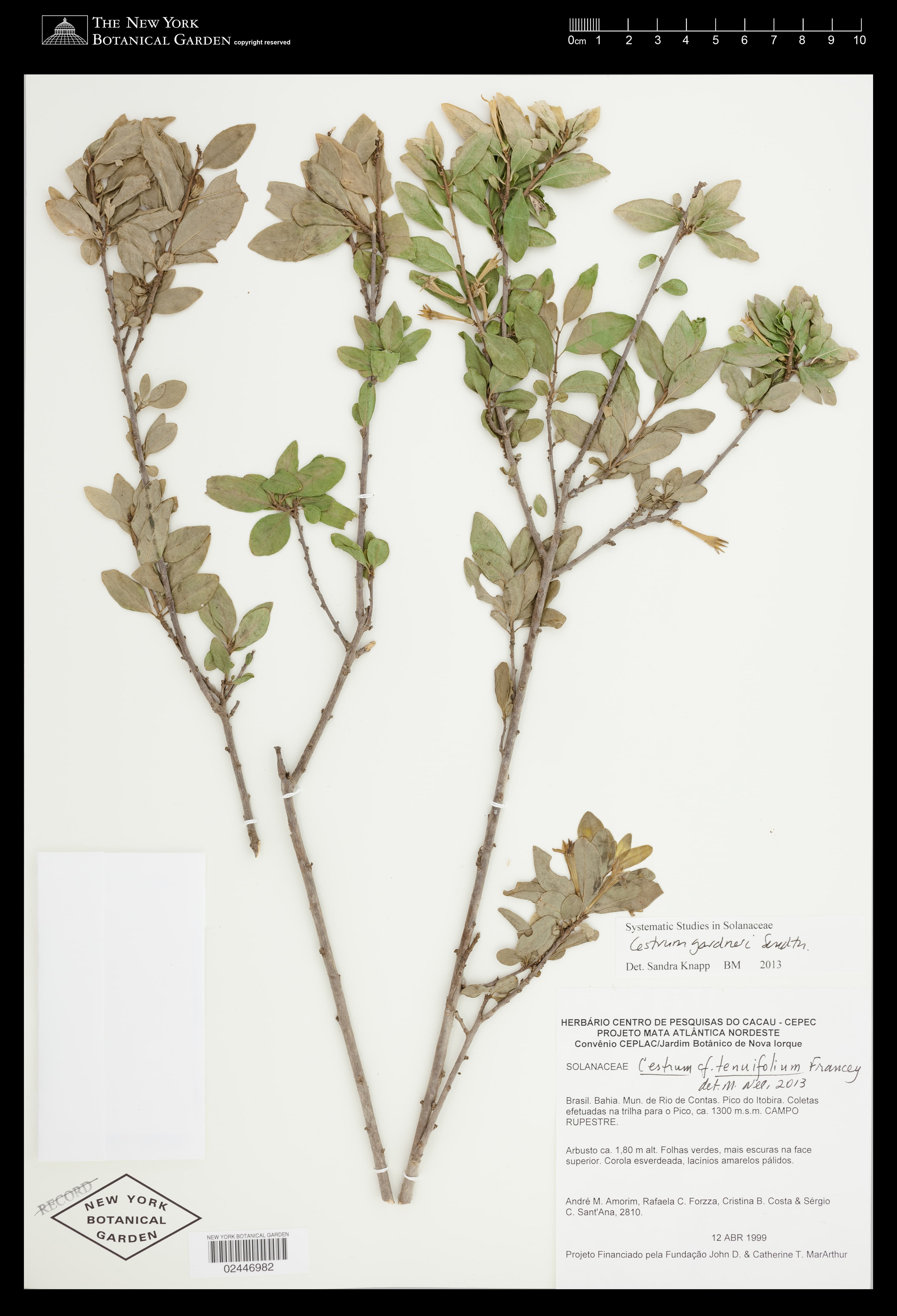 Cestrum gardneri