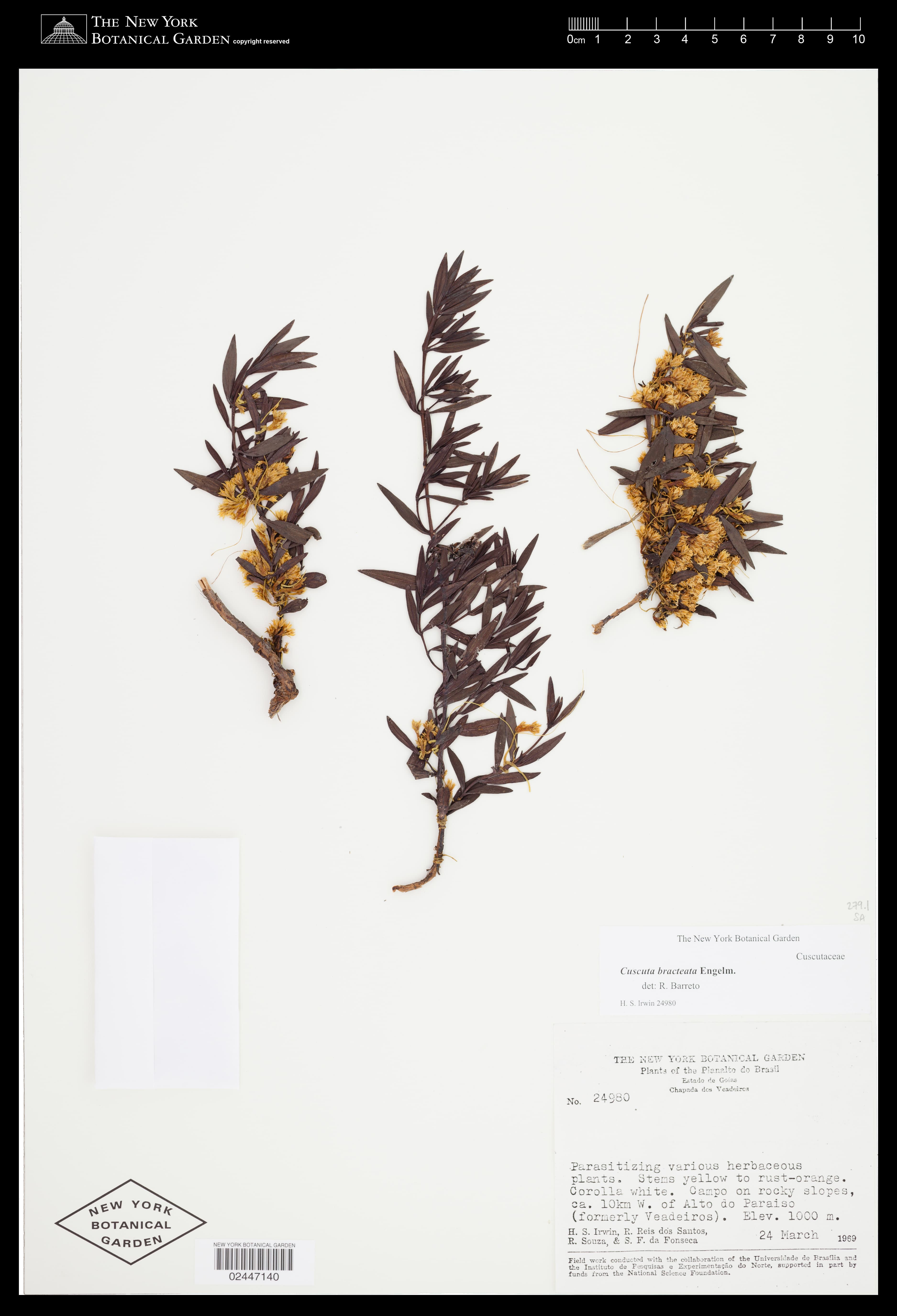 Cuscuta bracteata