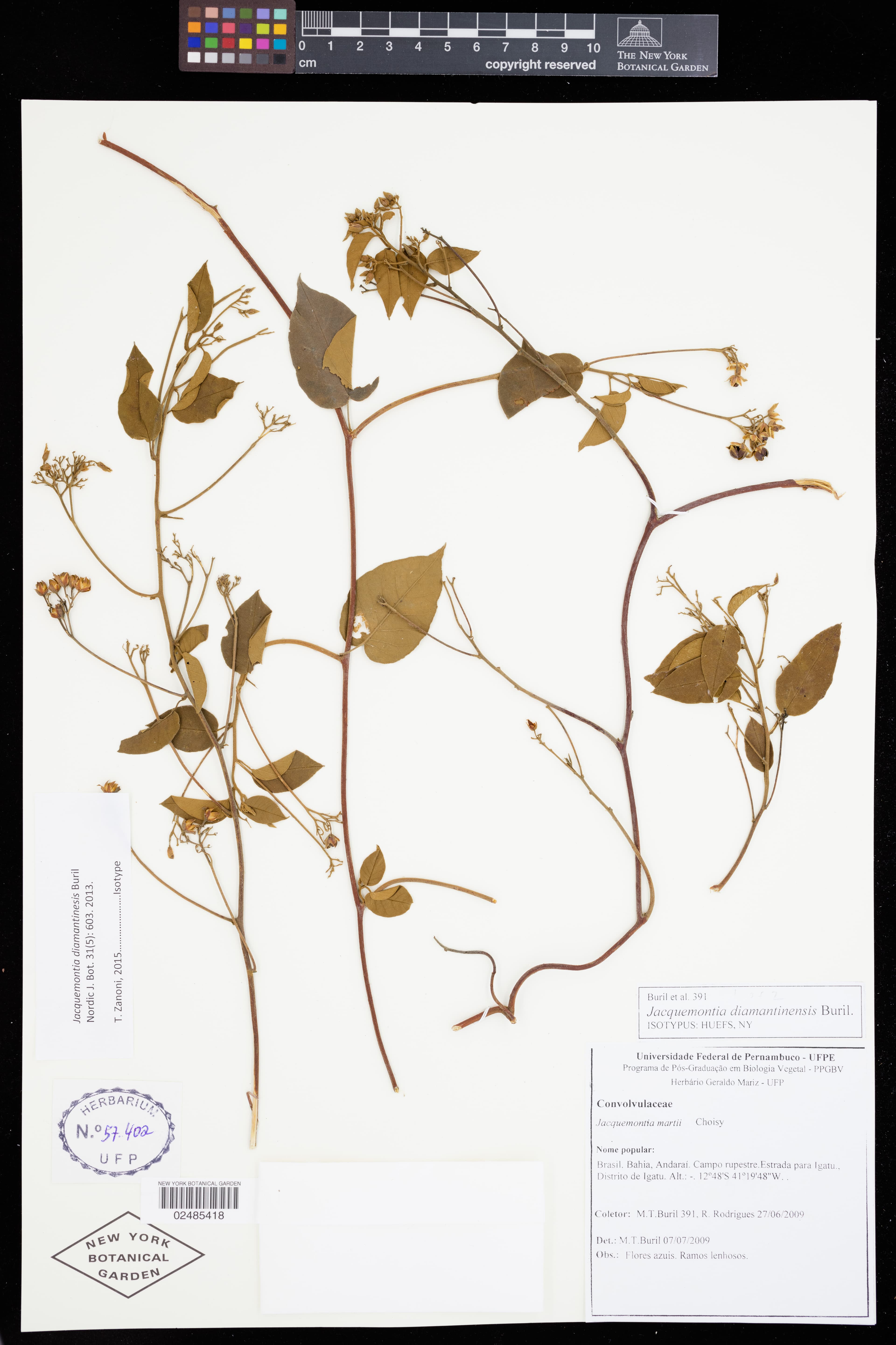 Jacquemontia diamantinensis