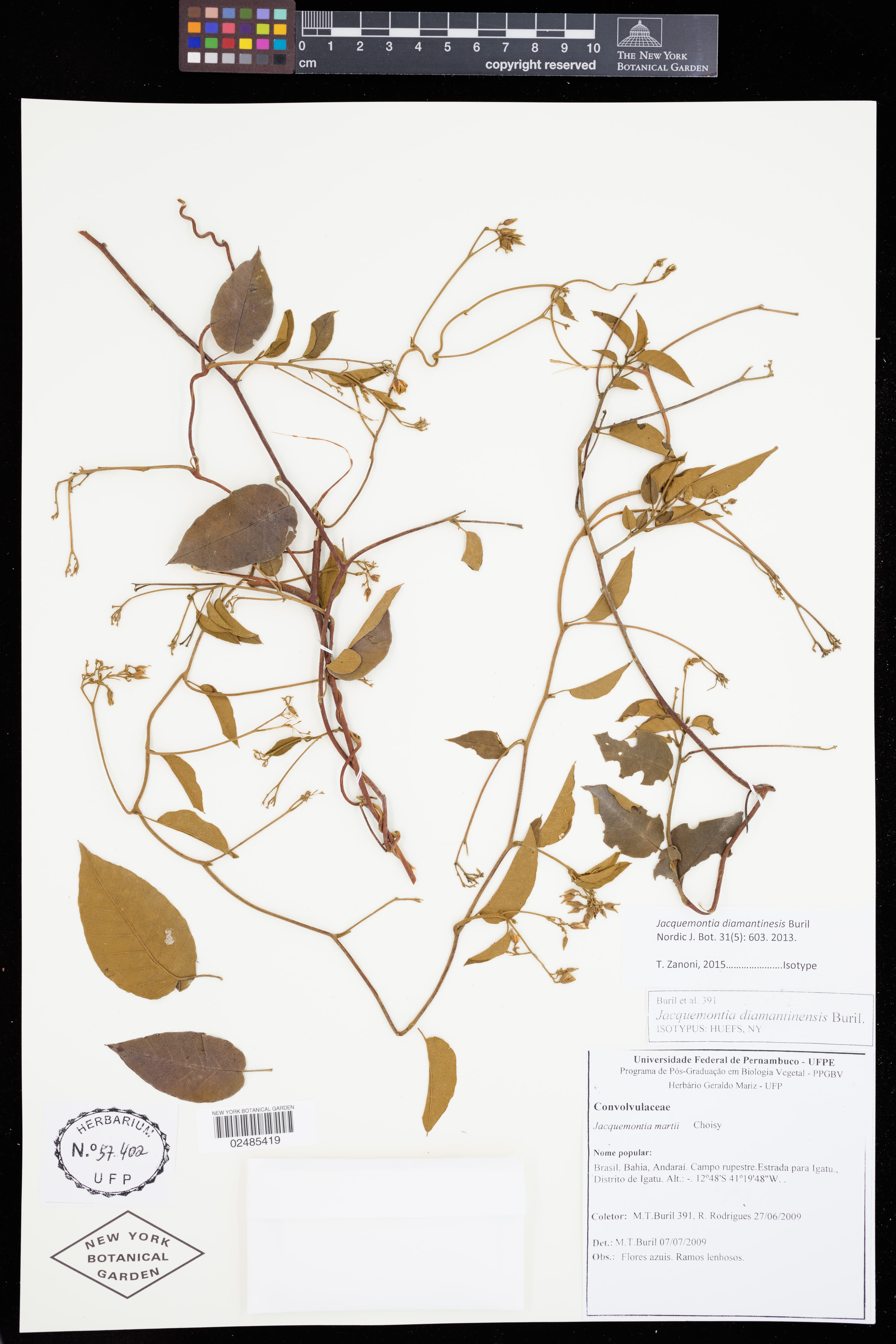 Jacquemontia diamantinensis