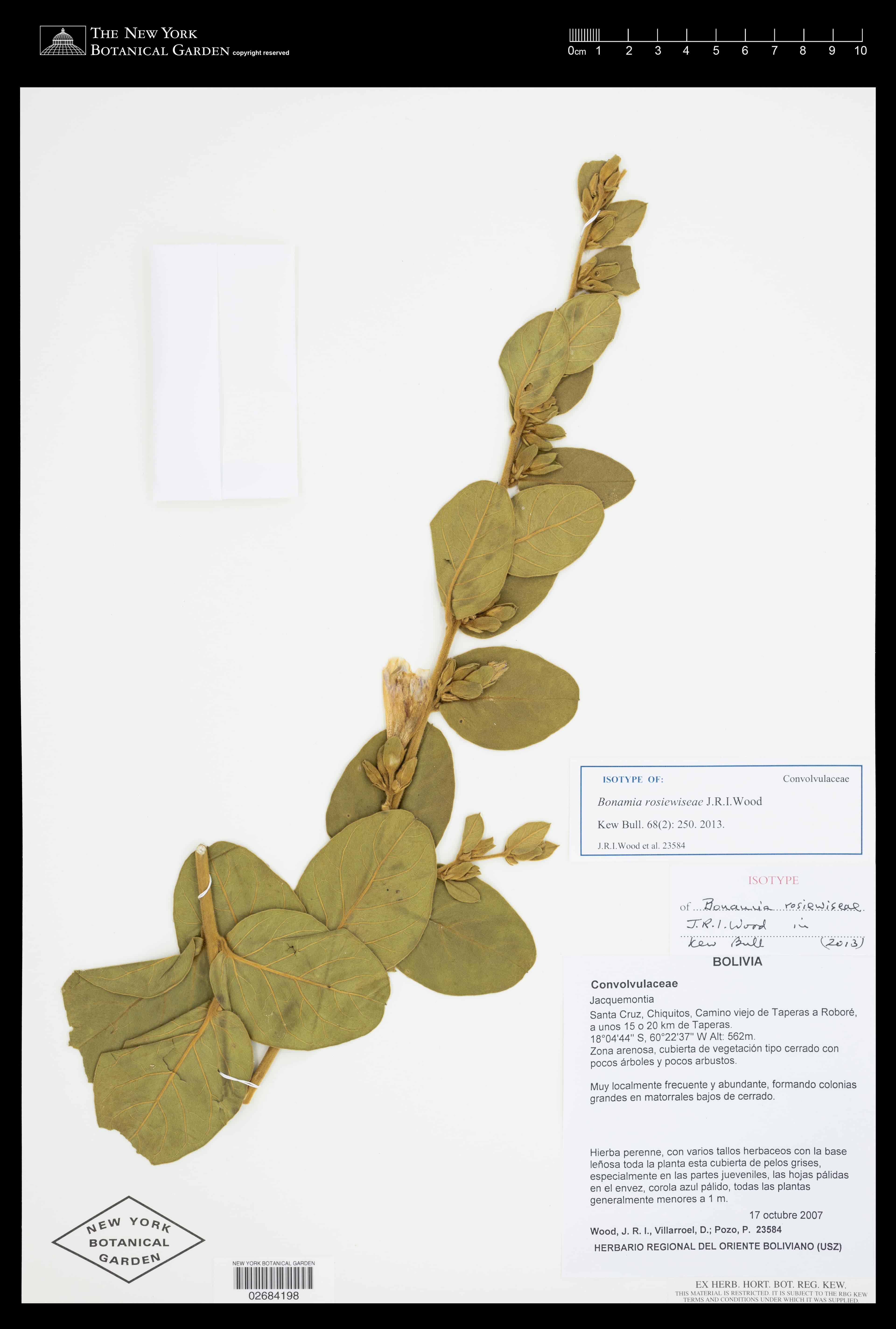 Bonamia rosiewiseae