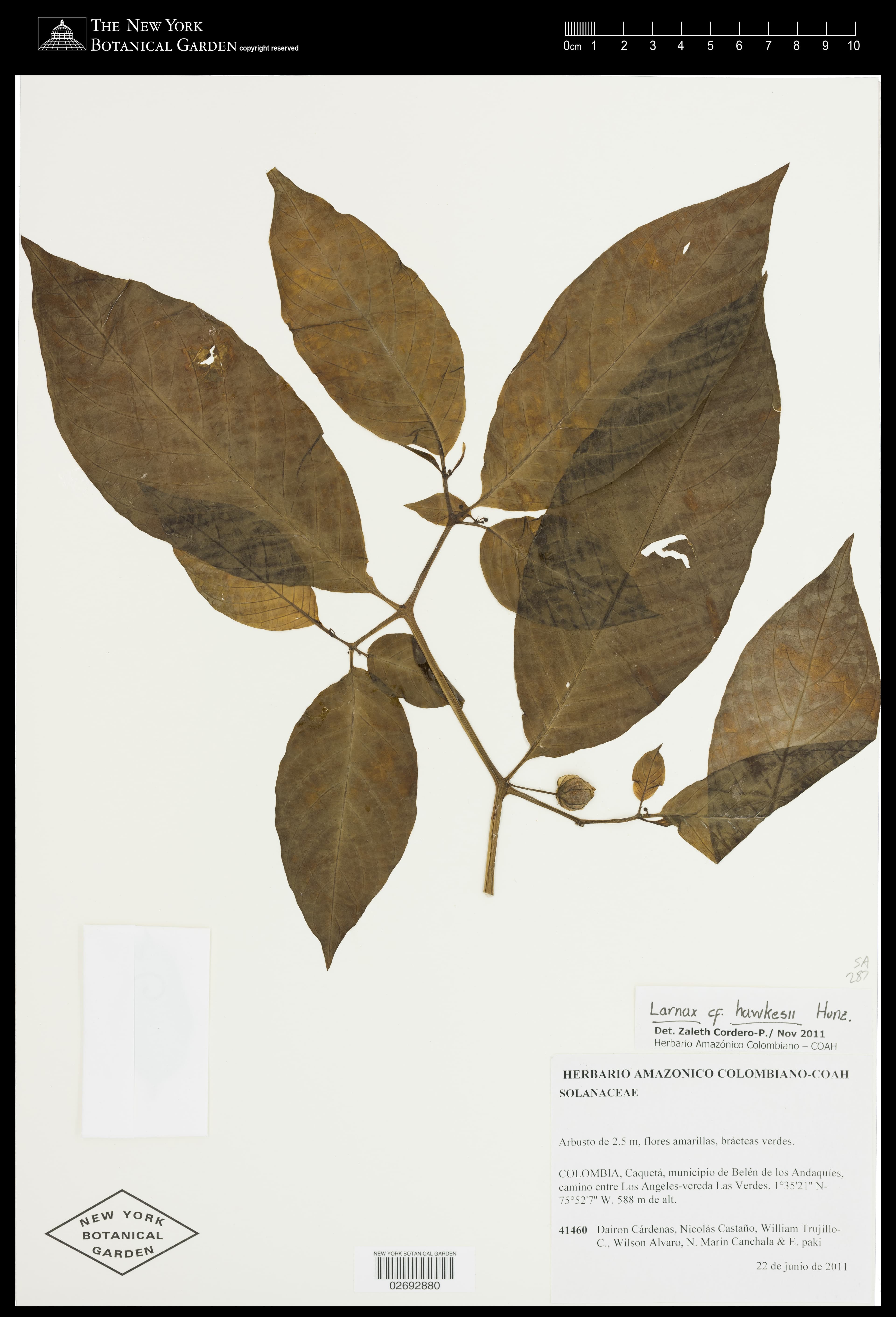 Deprea glabra