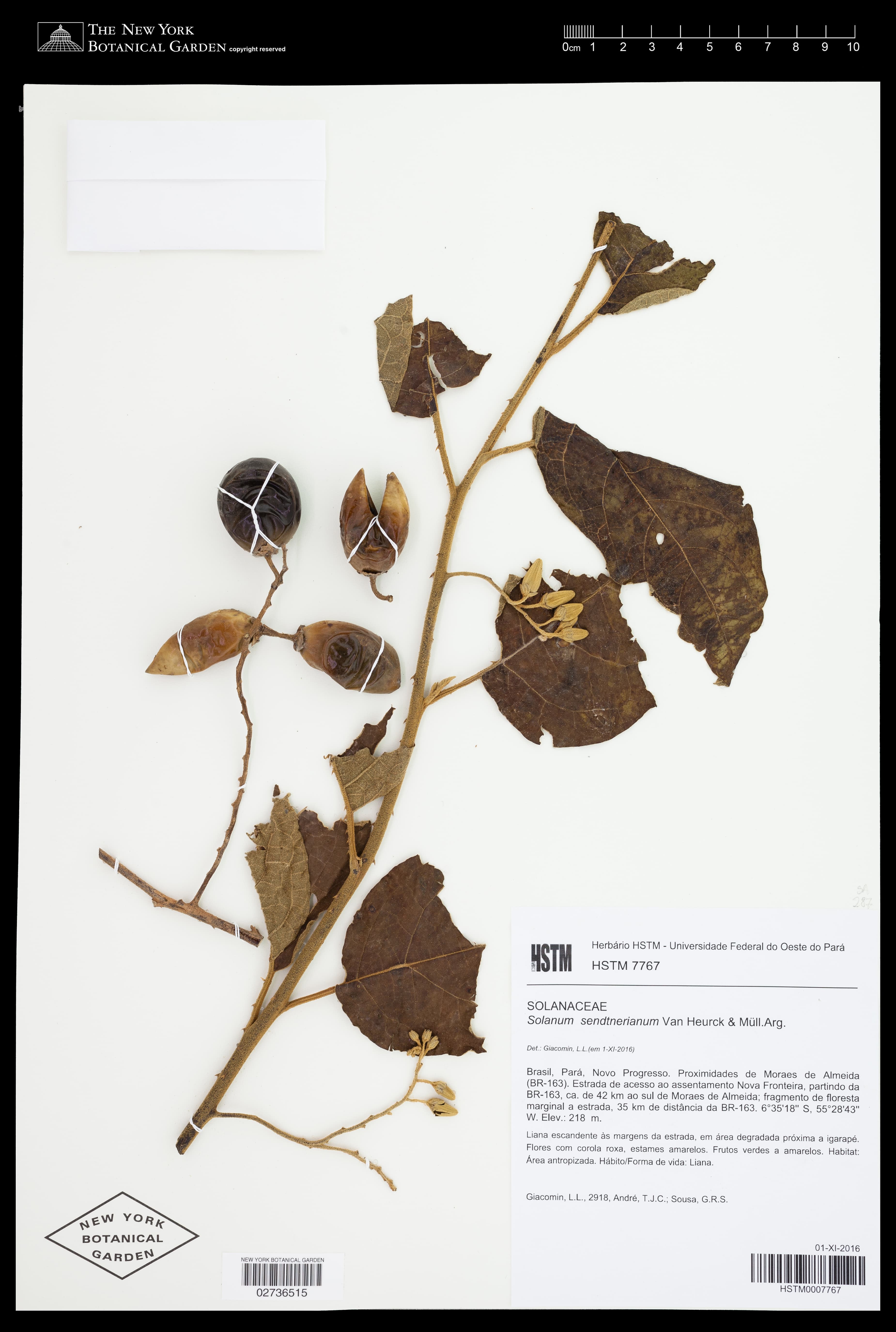 Solanum sendtnerianum