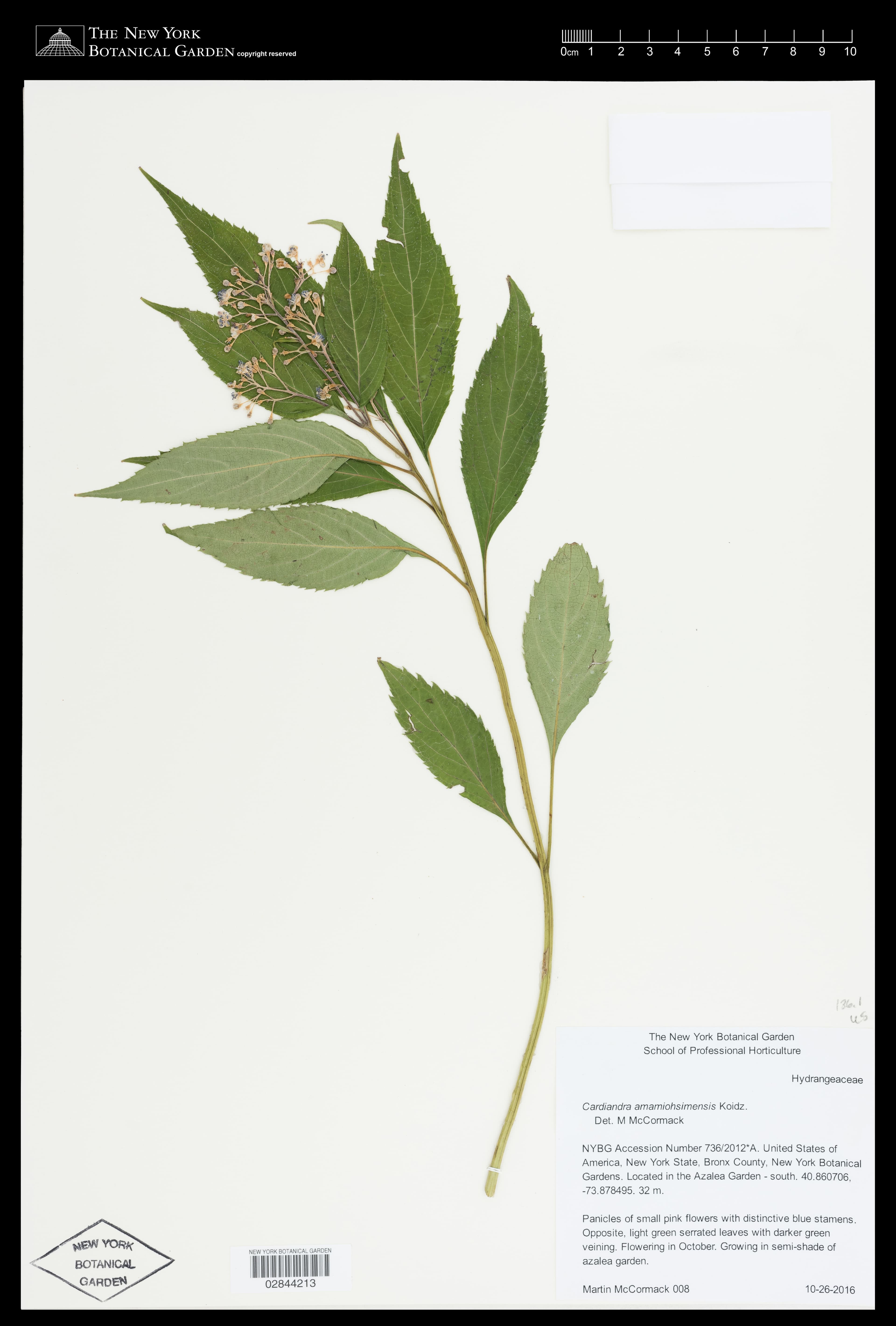 Hydrangea amamiohsimensis