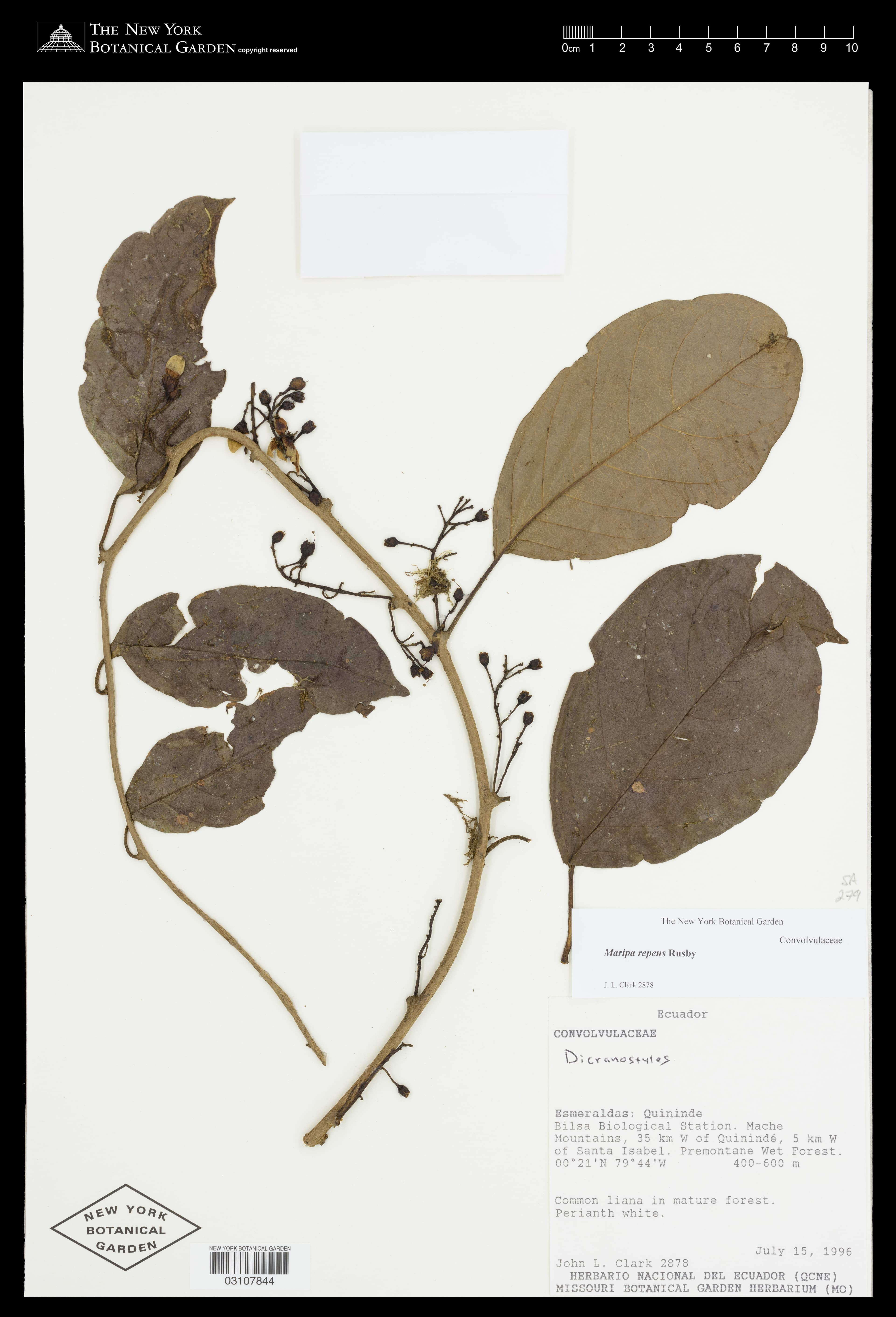 Maripa repens