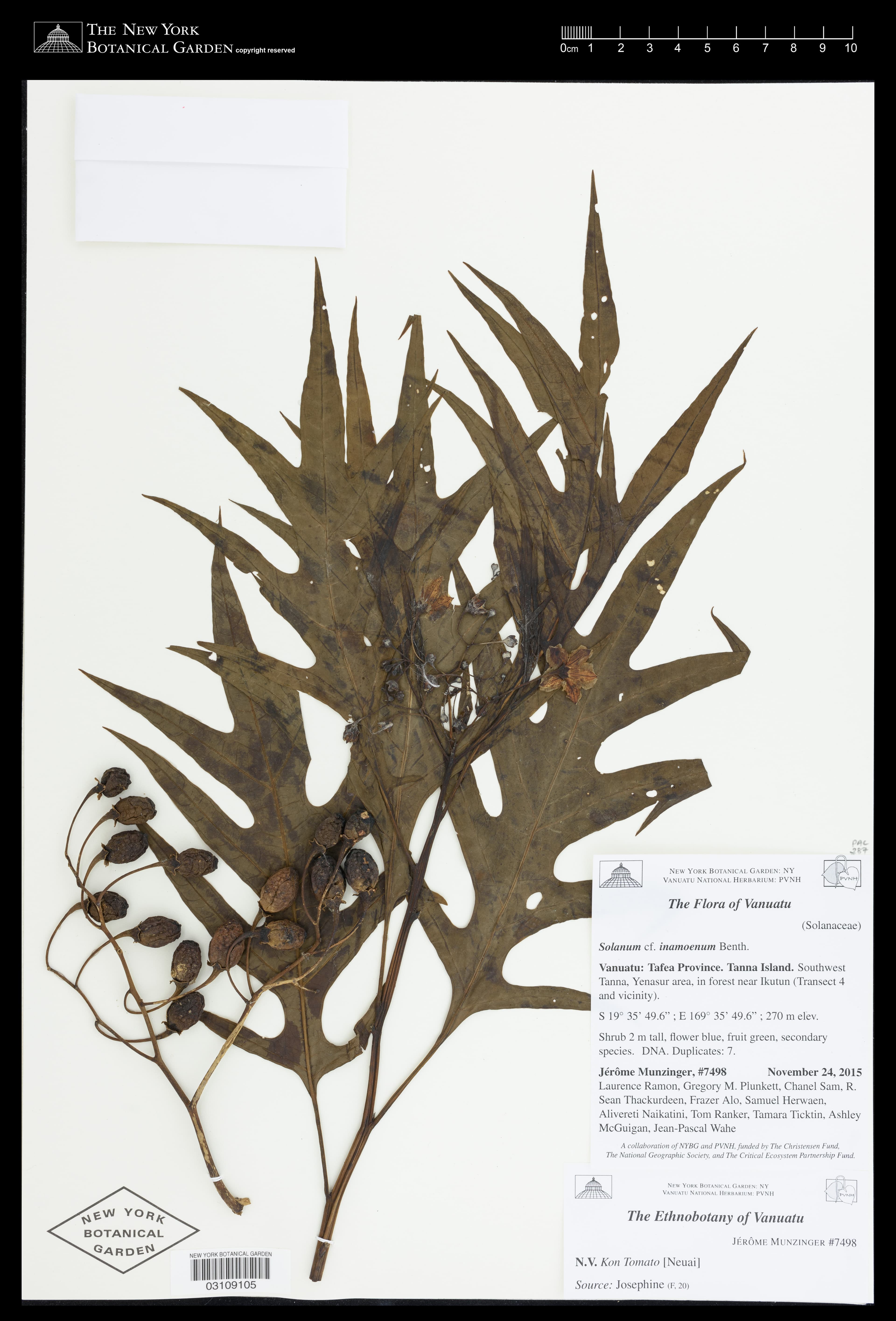 Solanum inamoenum