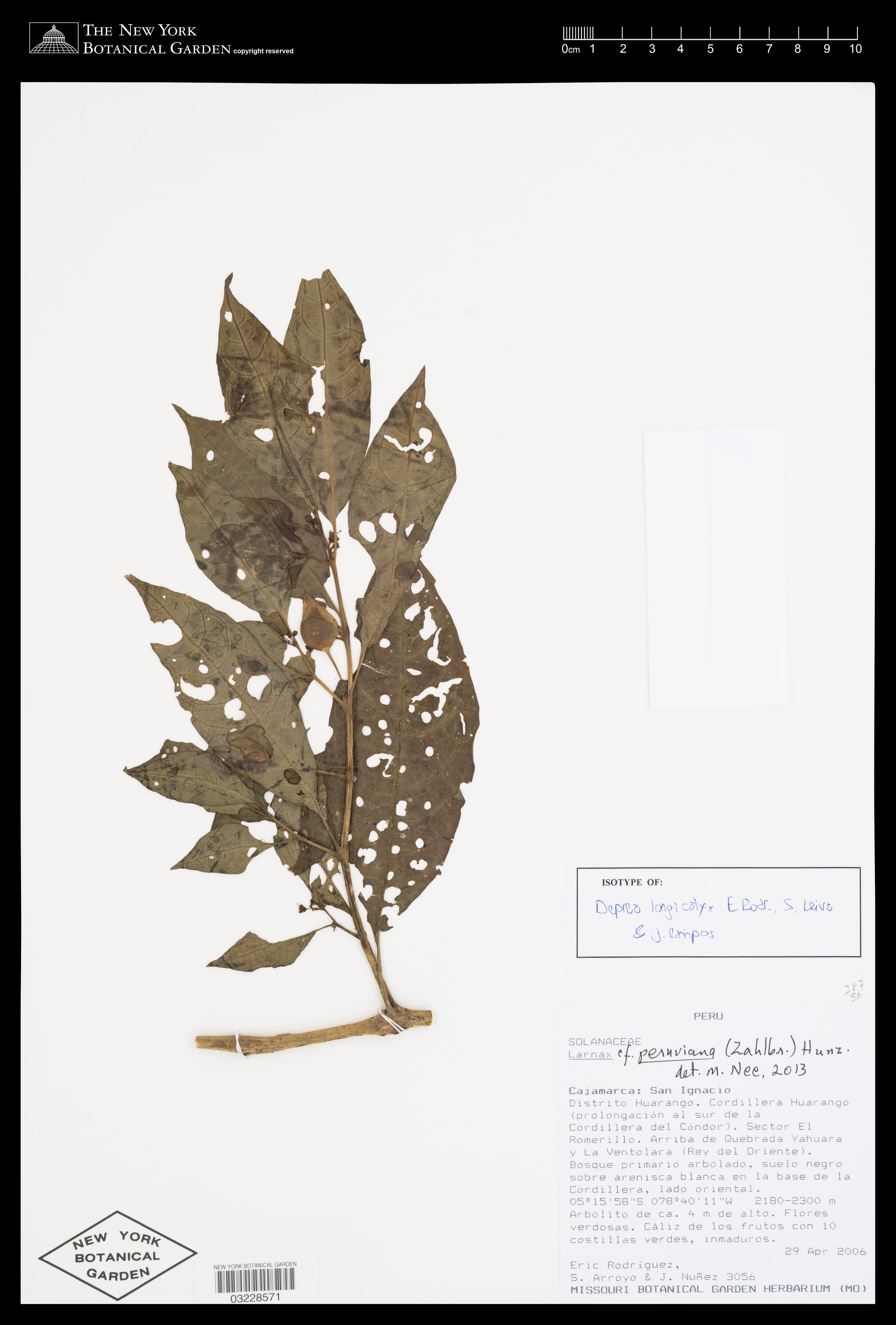 Deprea longicalyx