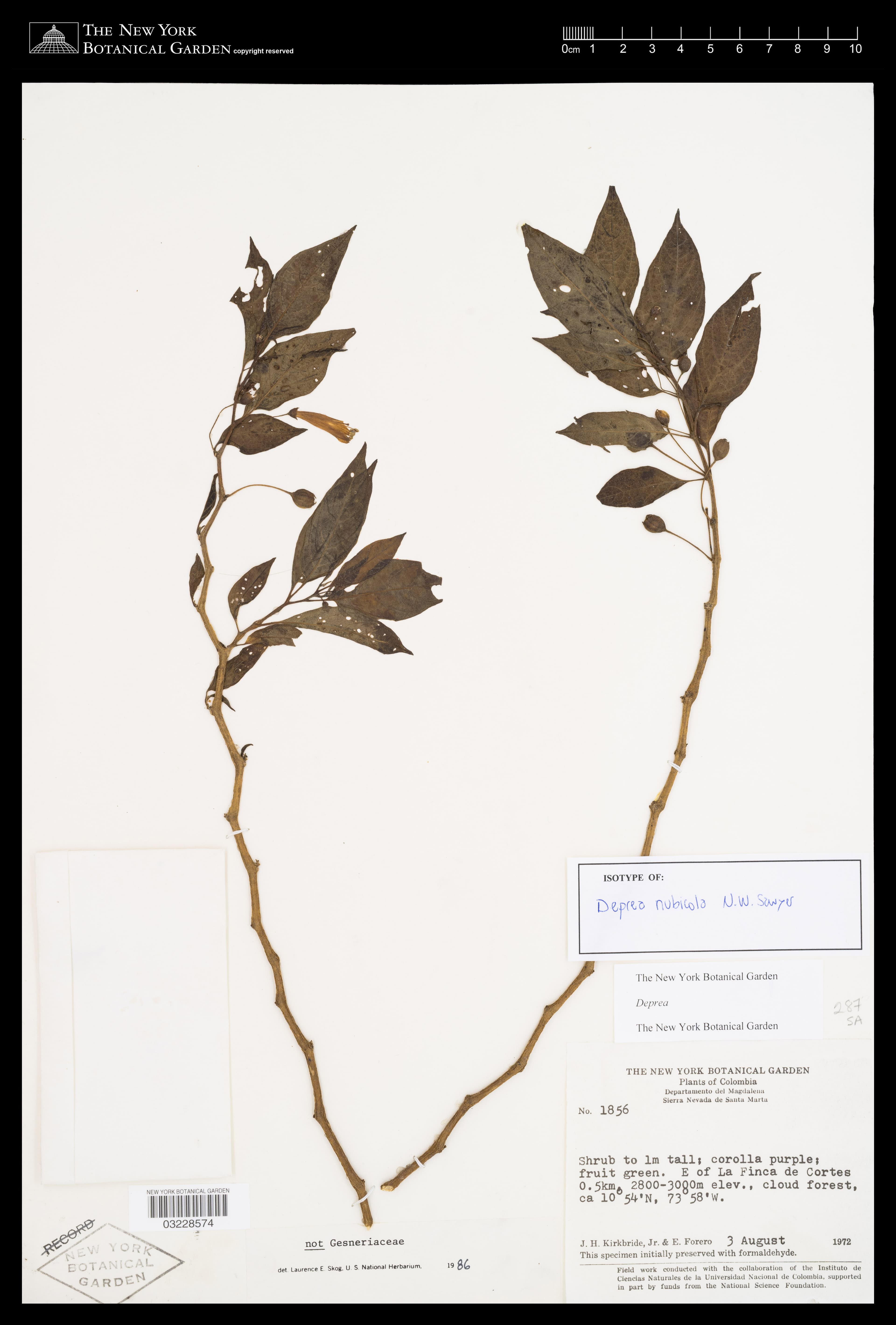 Deprea nubicola