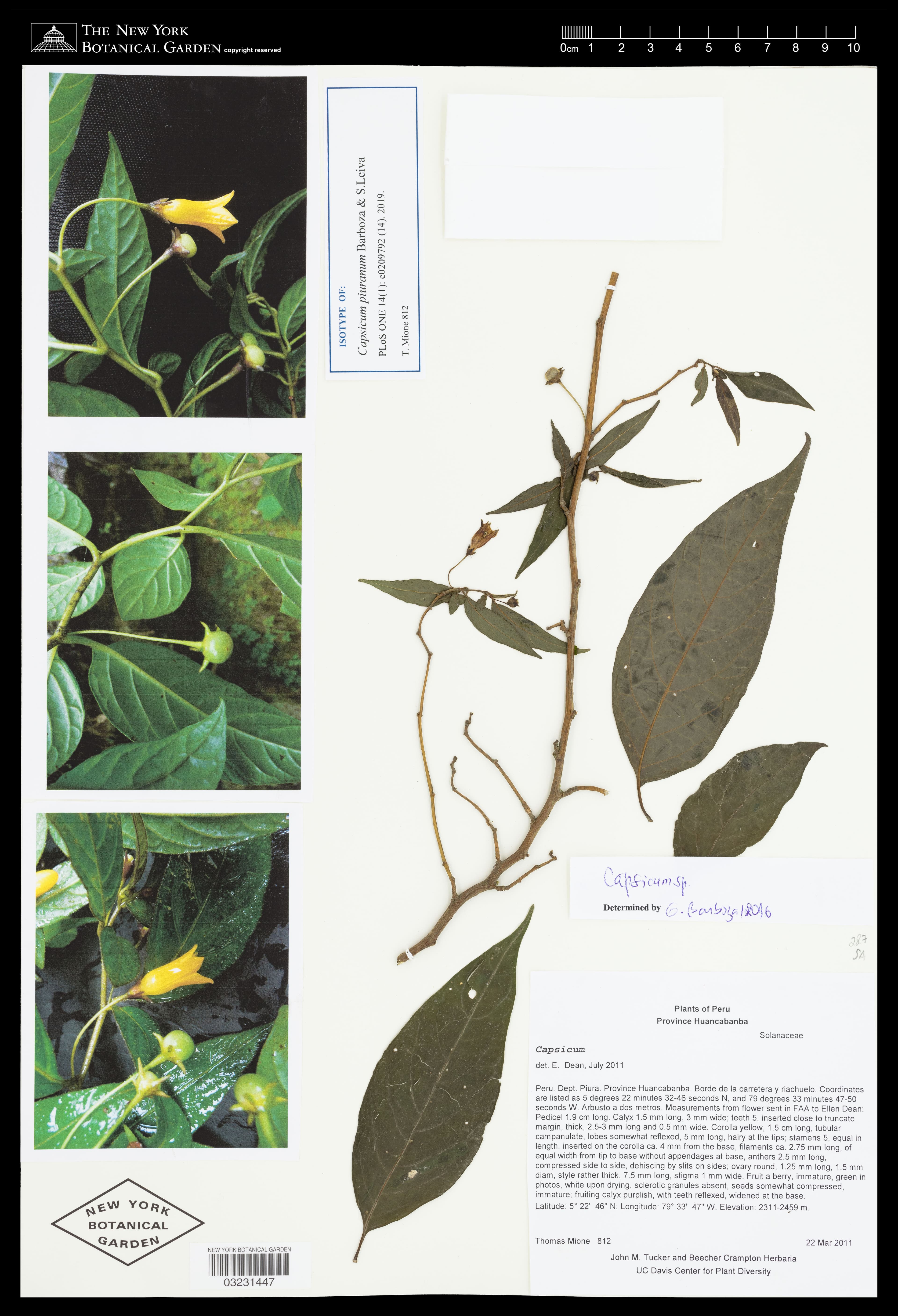 Capsicum piuranum