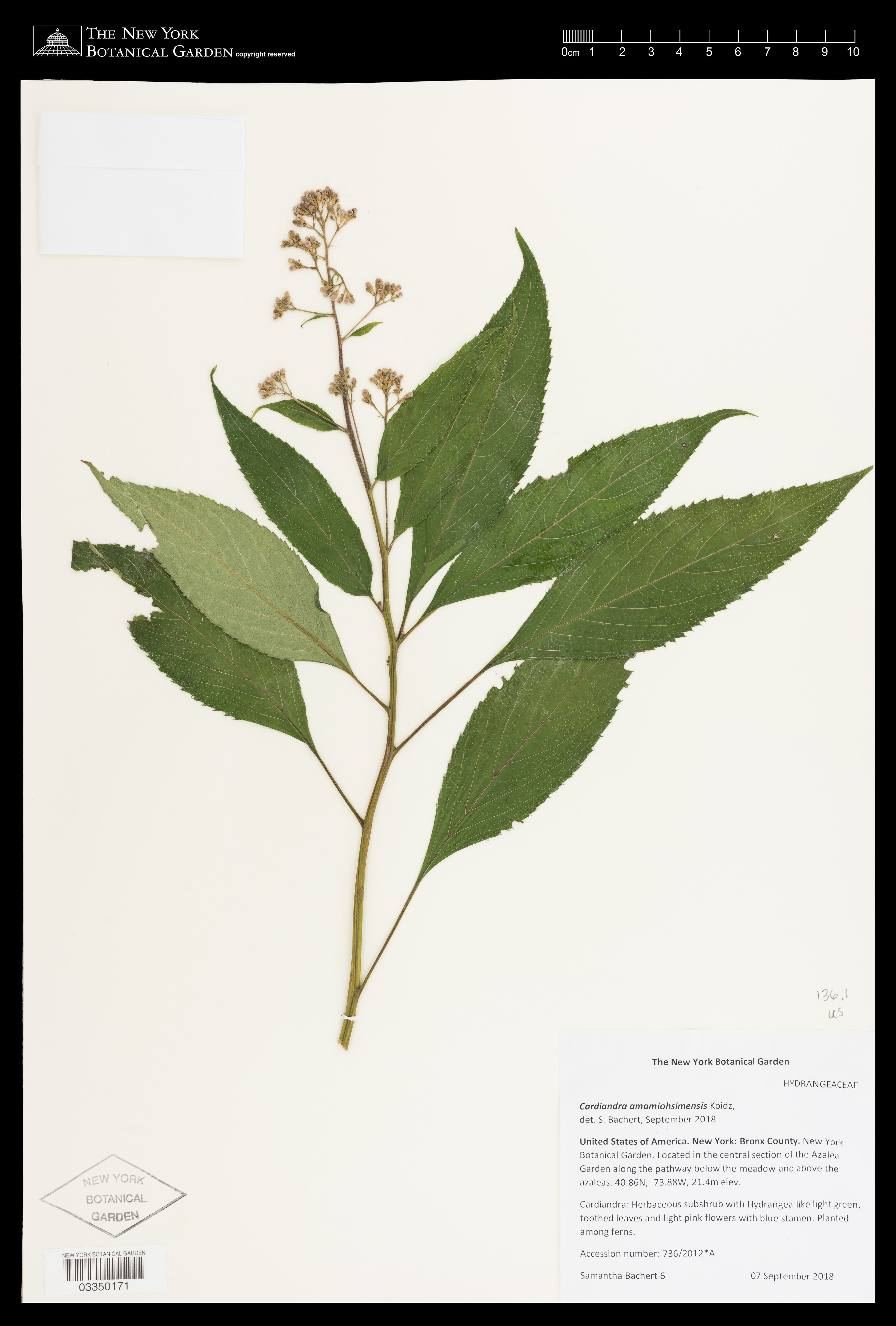 Hydrangea amamiohsimensis