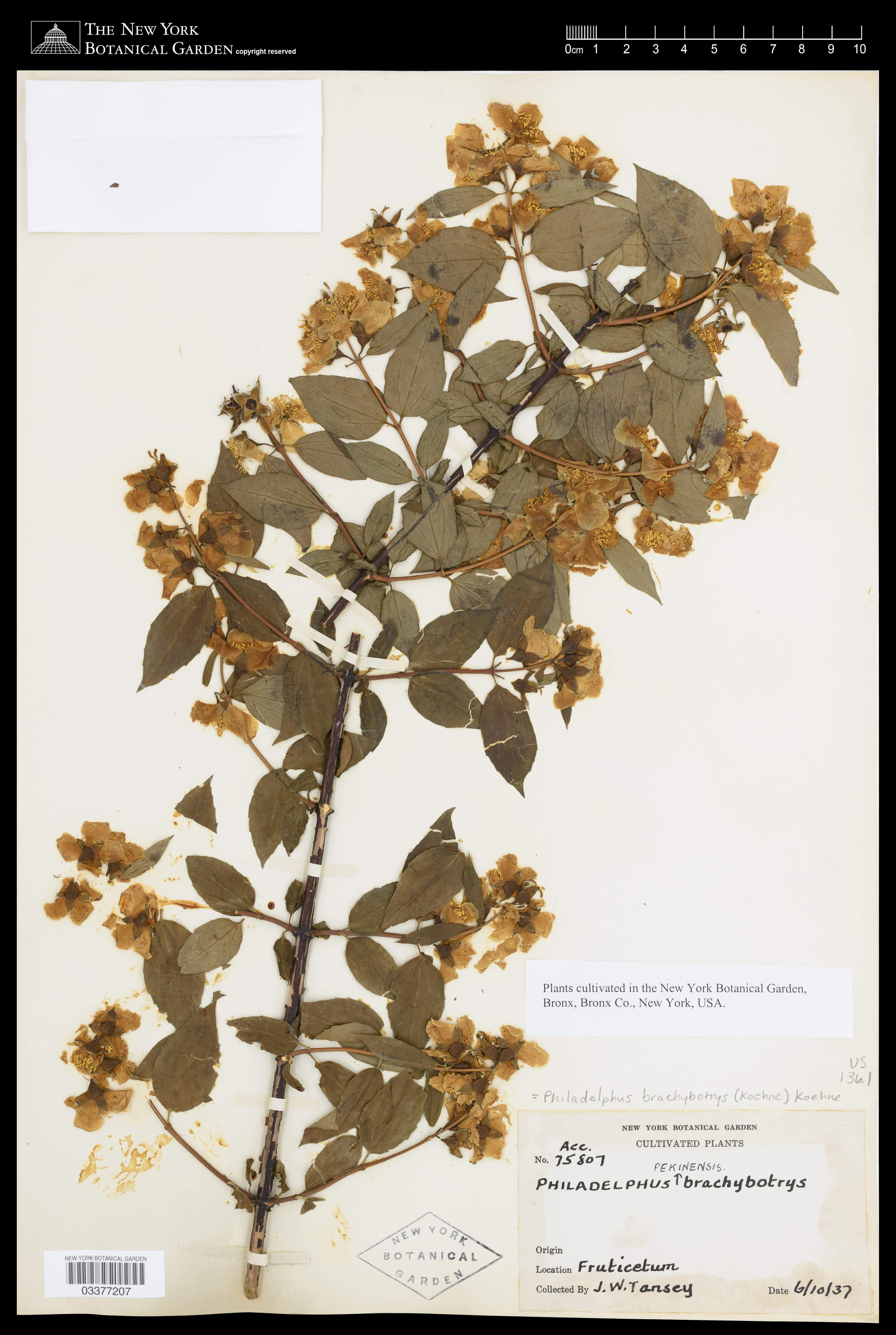 Mock Orange