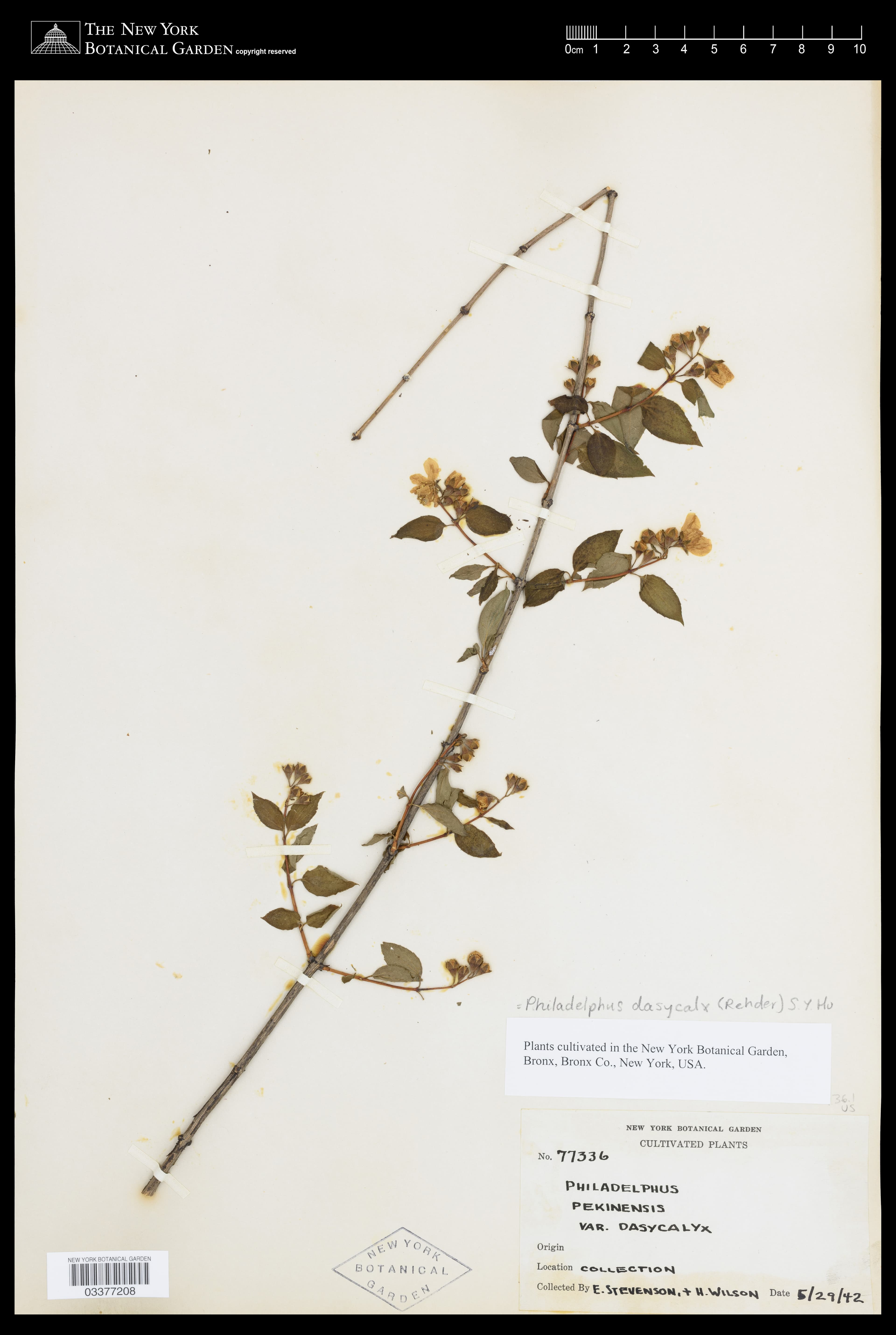 Philadelphus dasycalyx