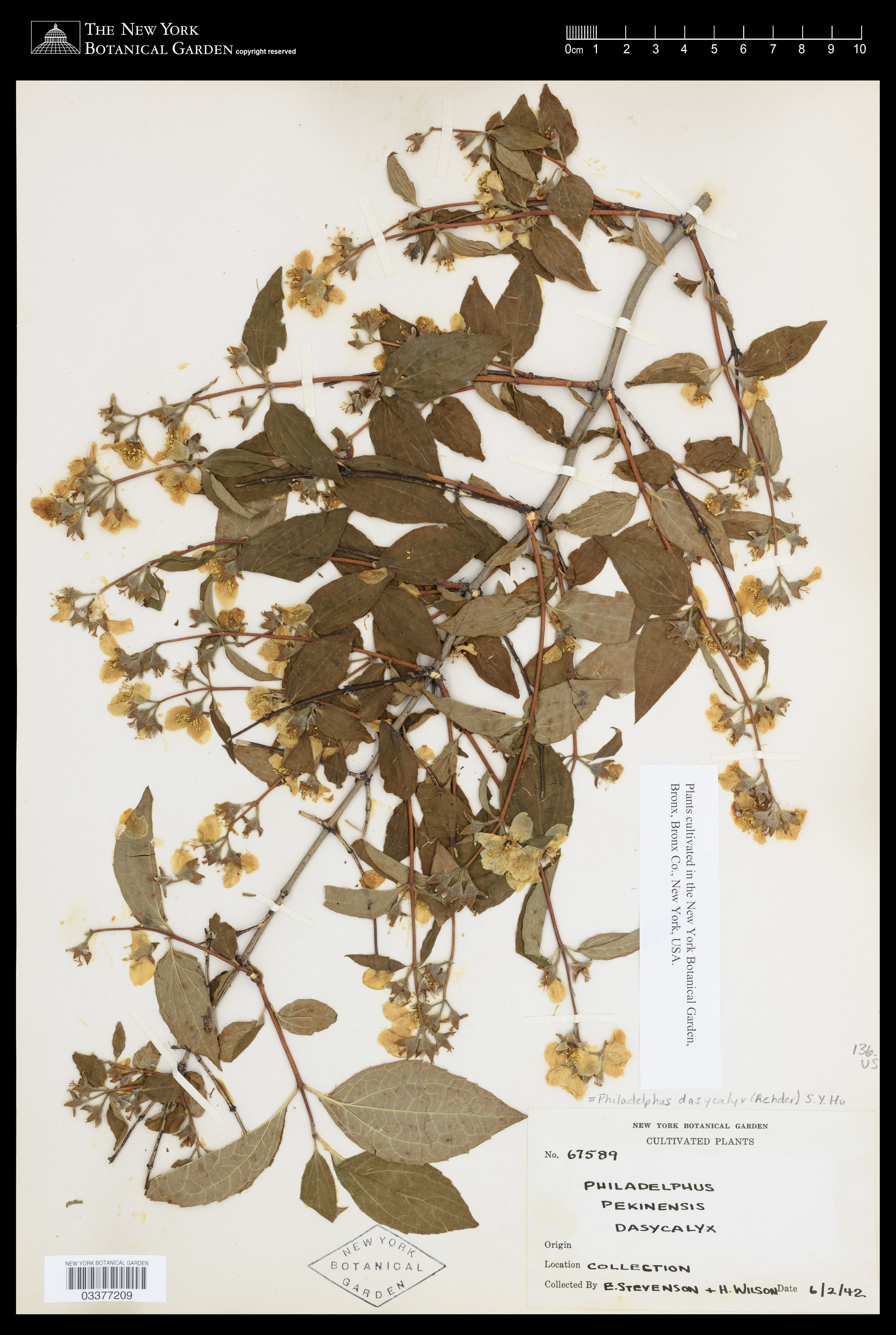 Philadelphus dasycalyx