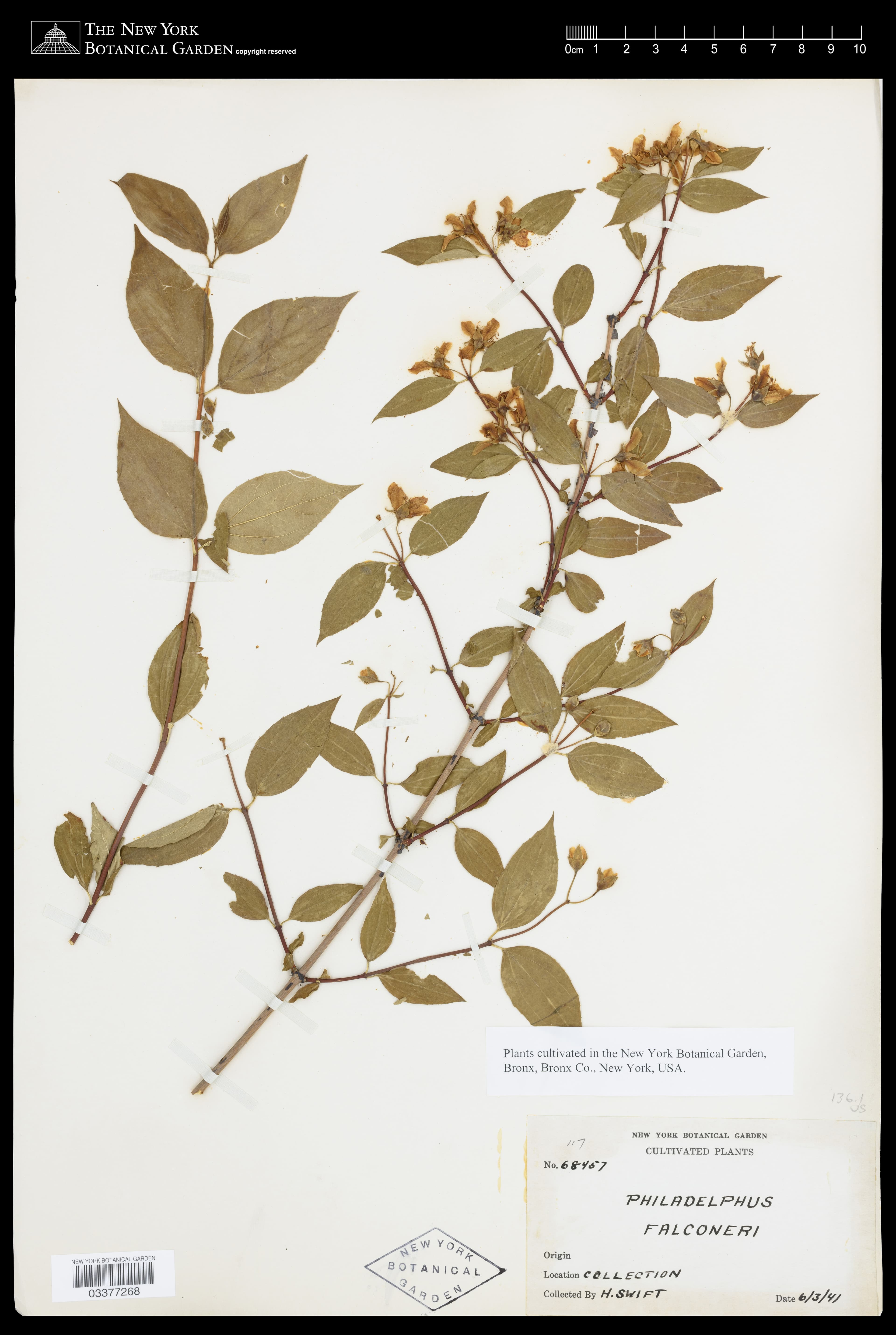 Philadelphus falconeri