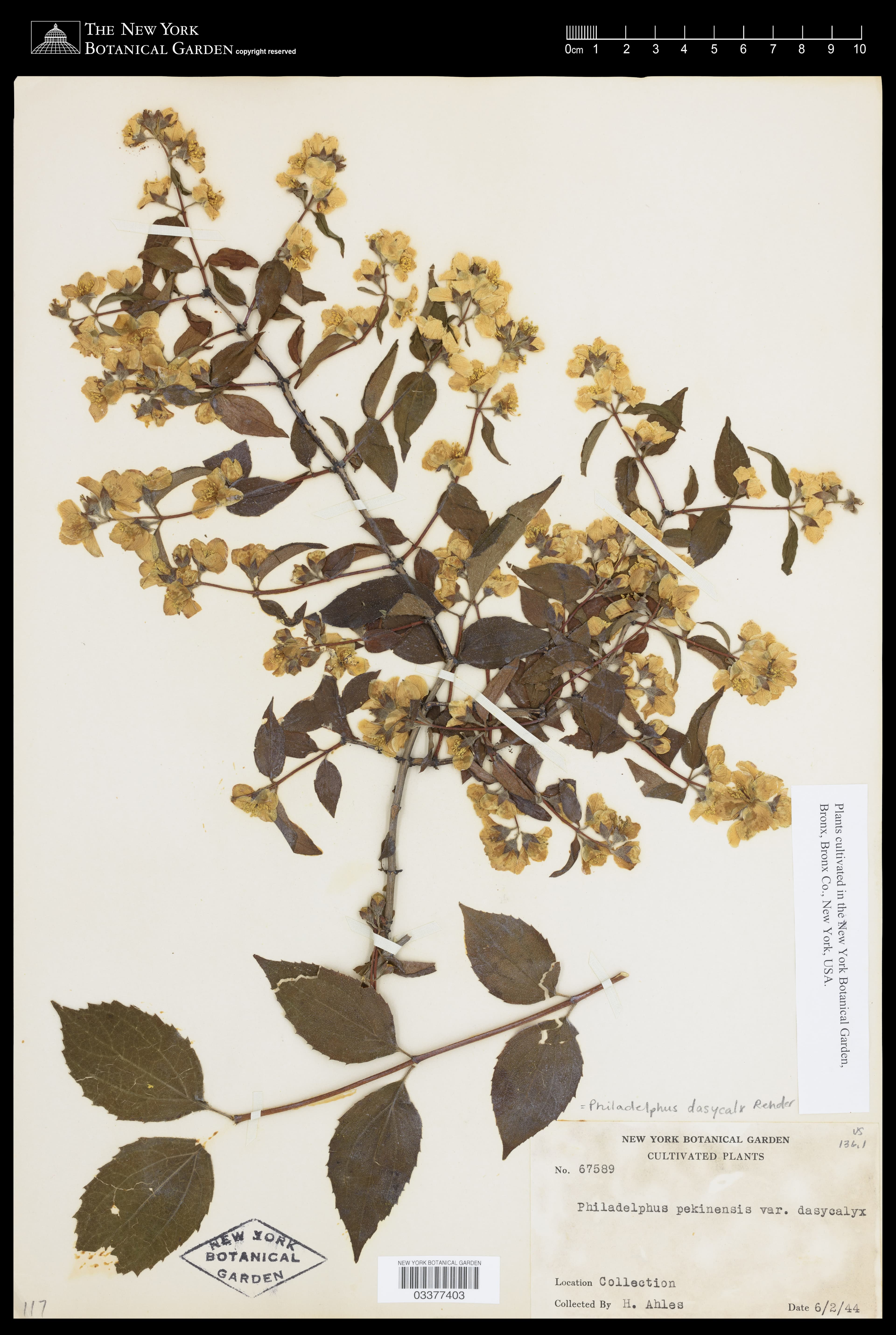 Philadelphus dasycalyx