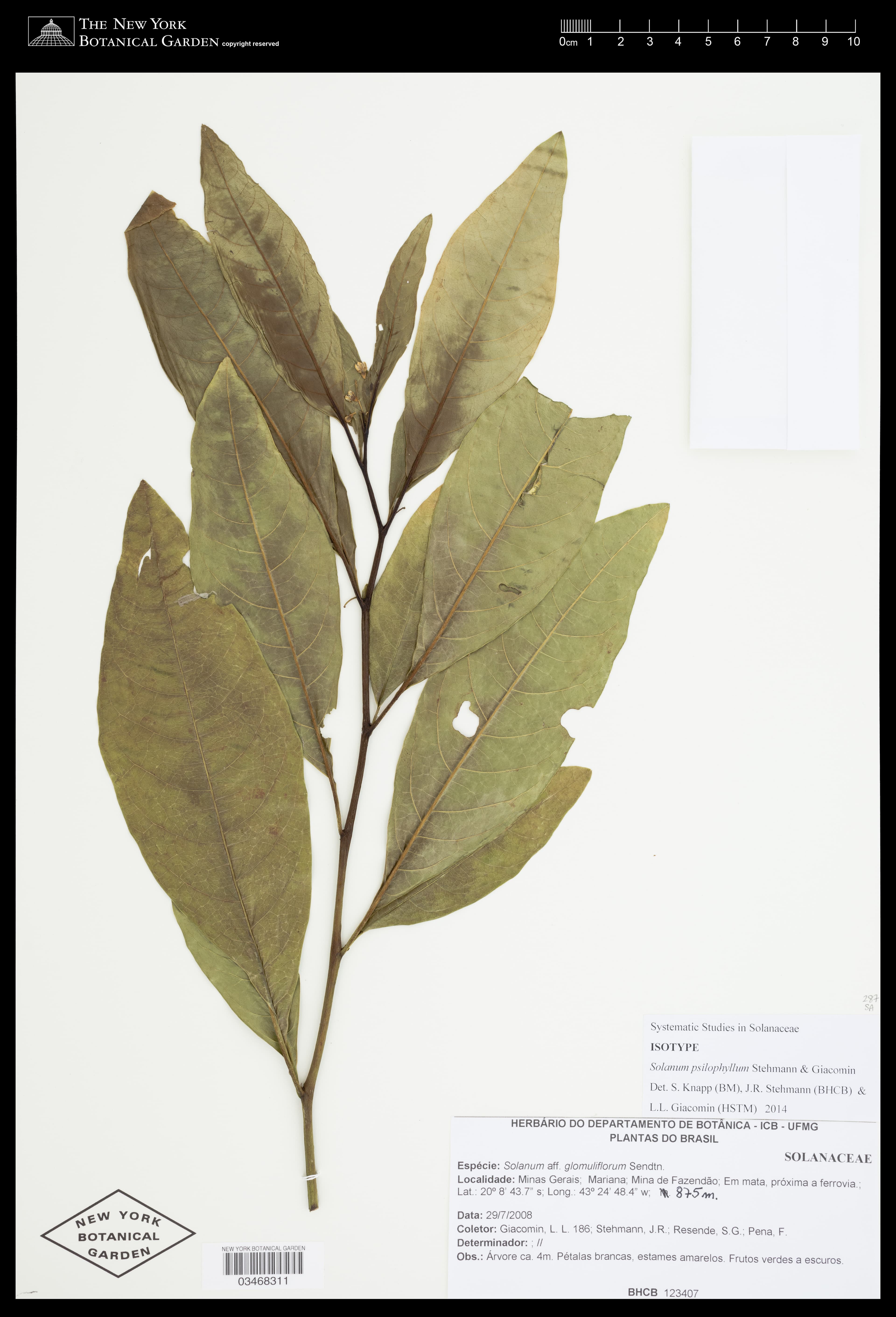 Solanum psilophyllum