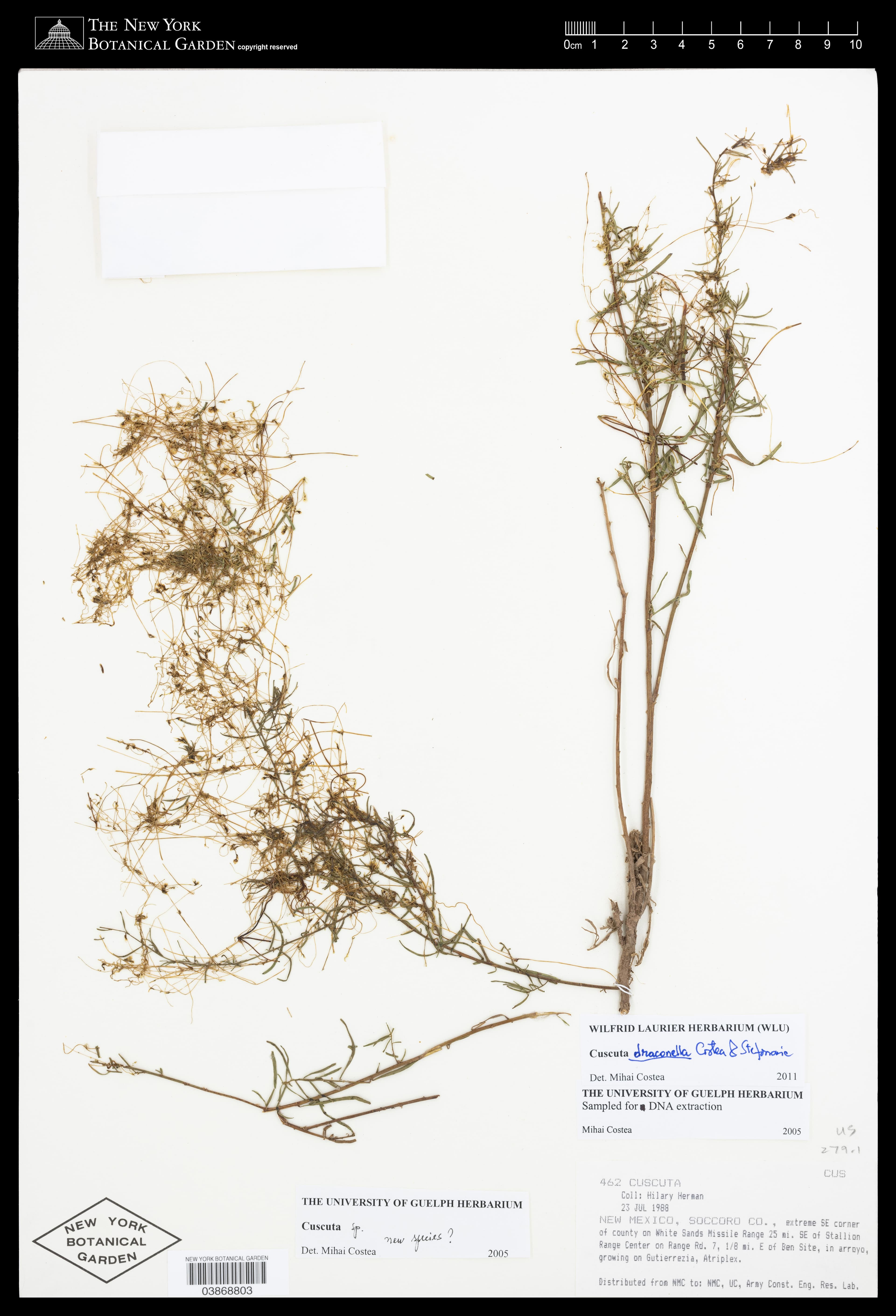 Cuscuta draconella