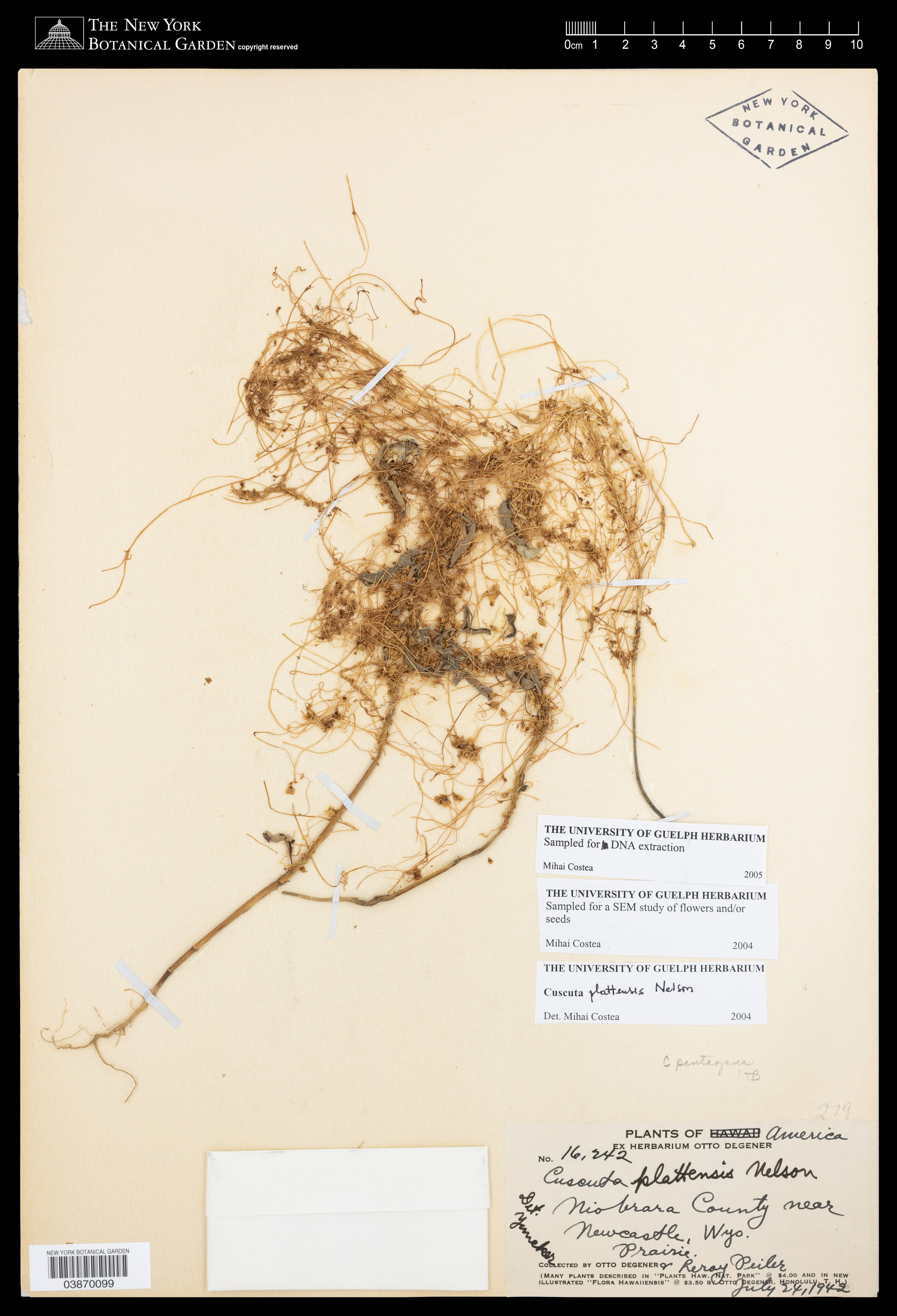 Prairie Dodder