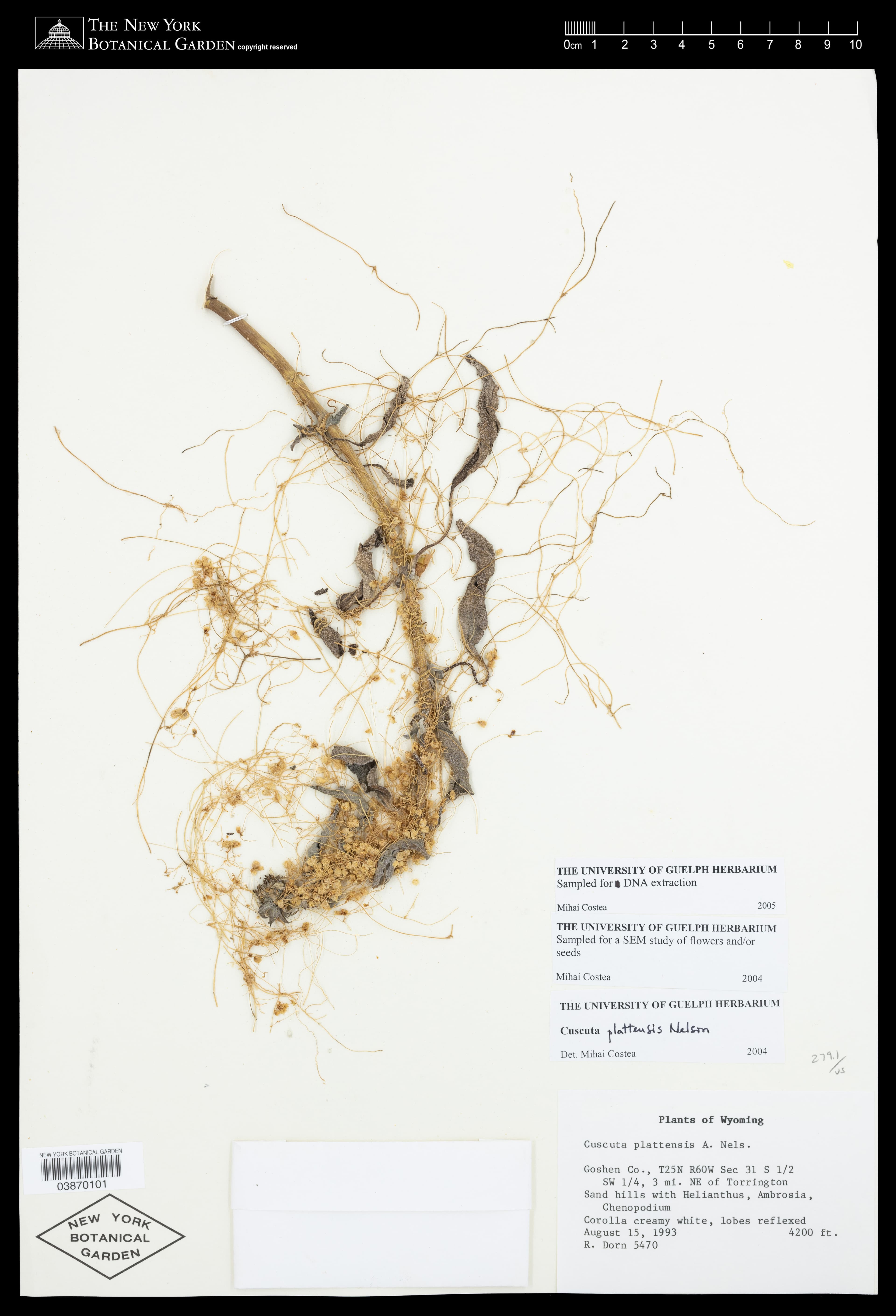 prairie dodder