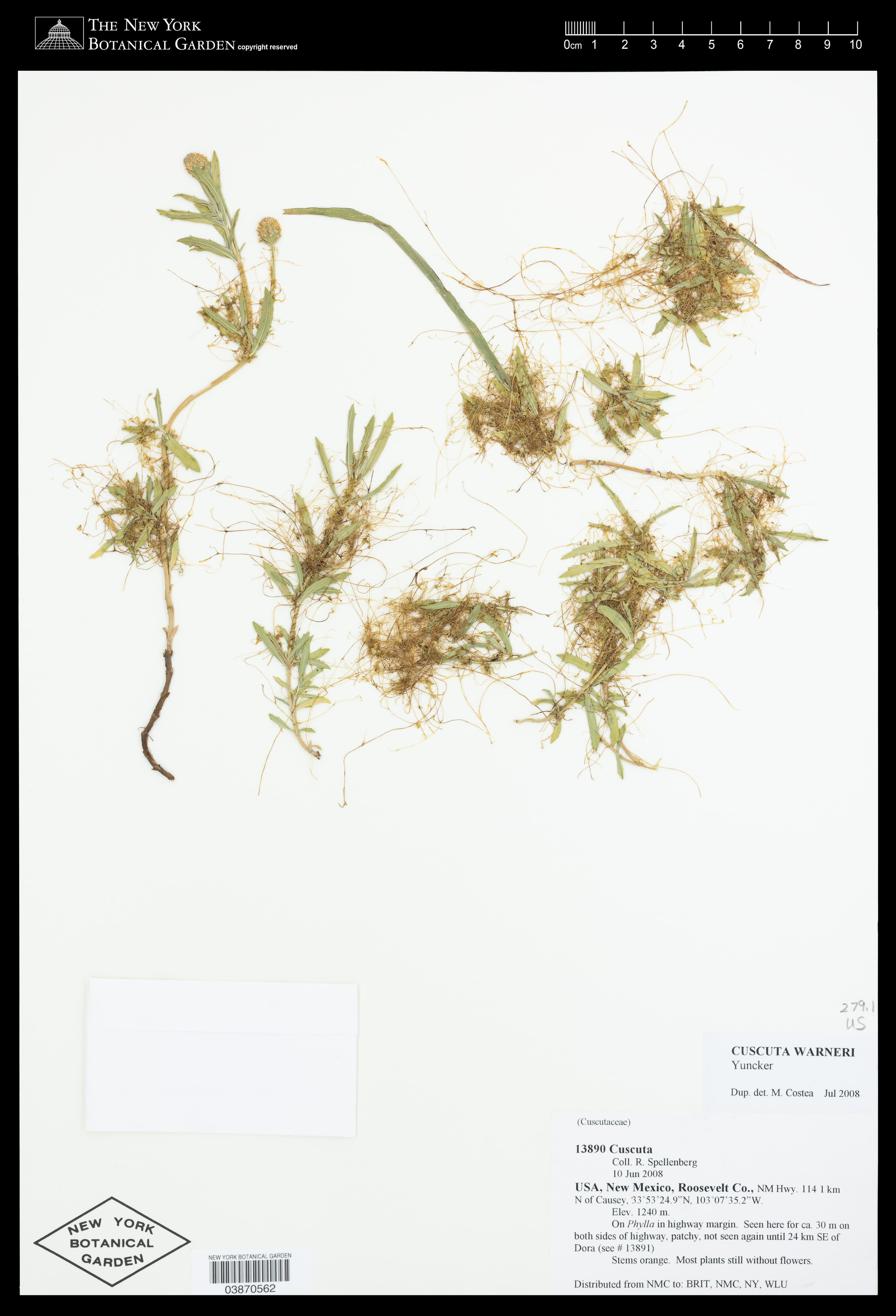 Cuscuta warneri