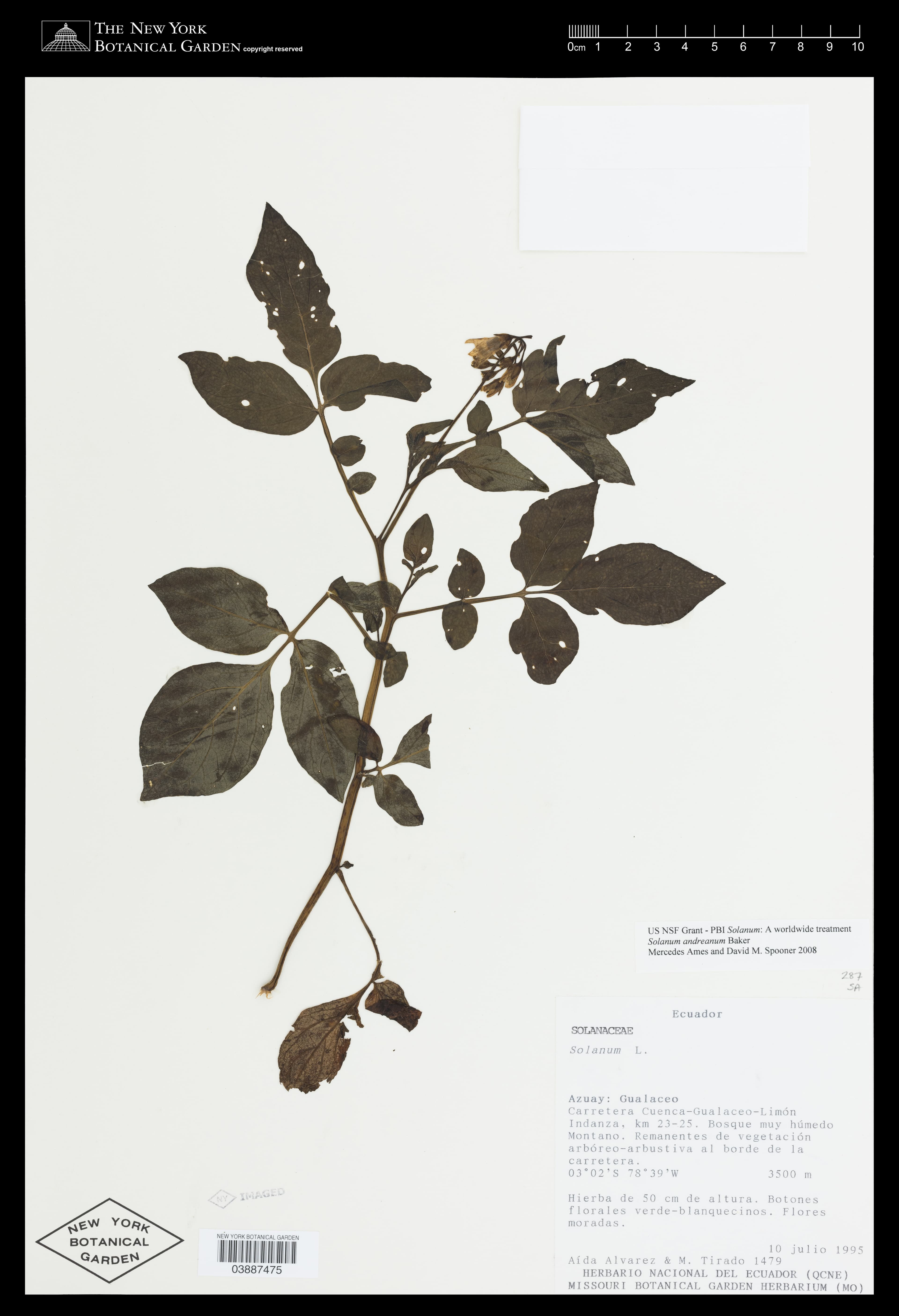 Solanum andreanum