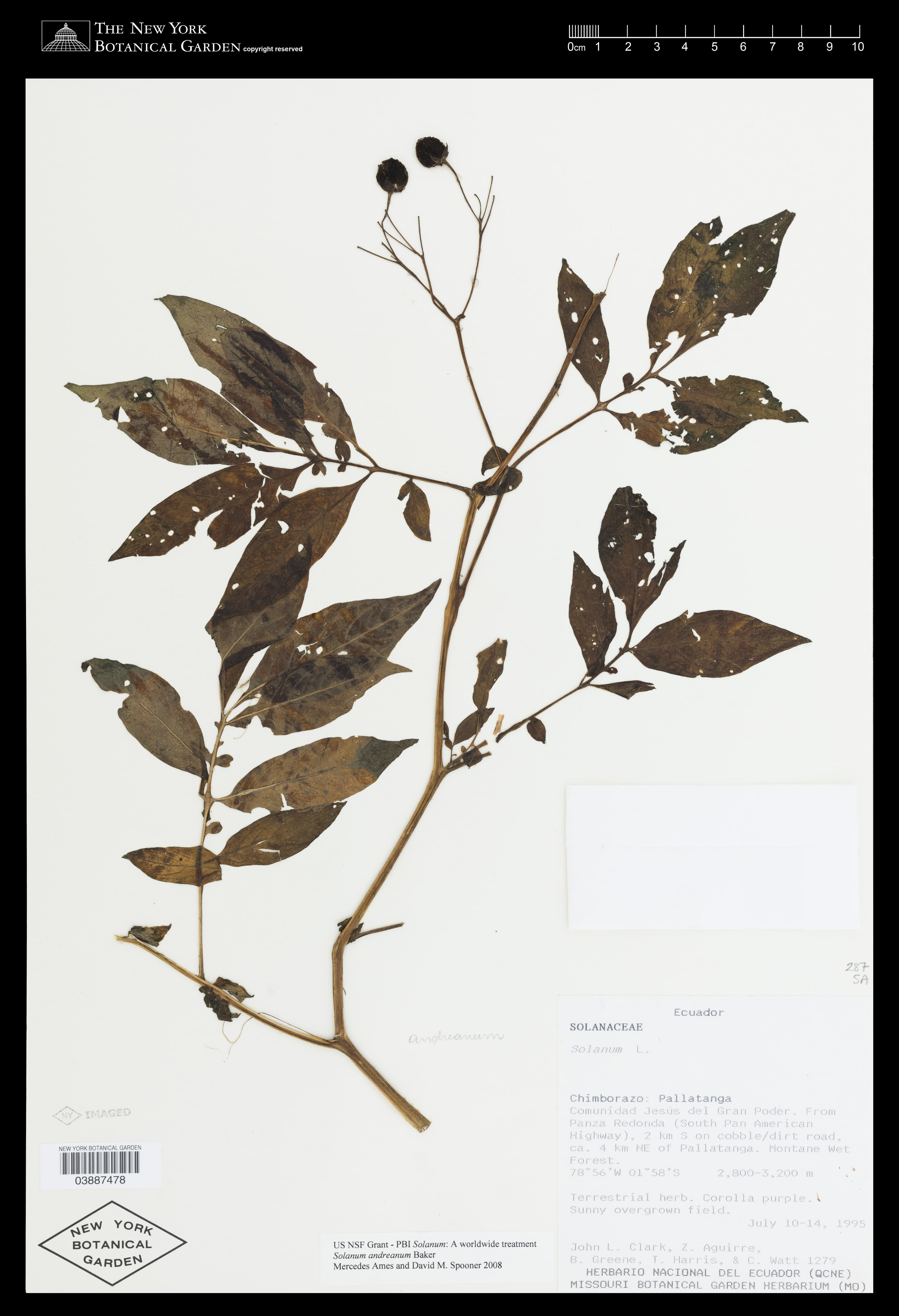 Solanum andreanum