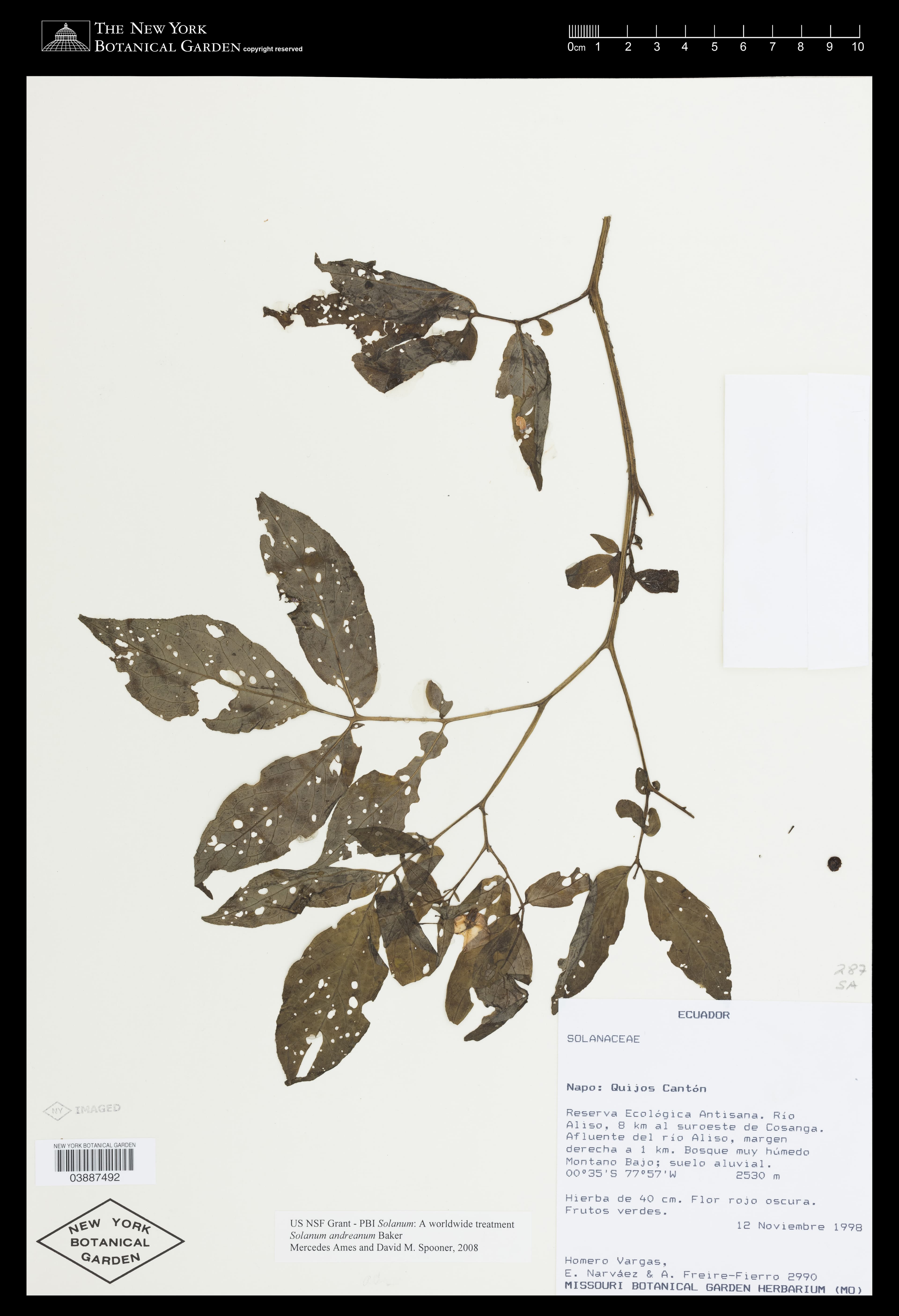 Solanum andreanum