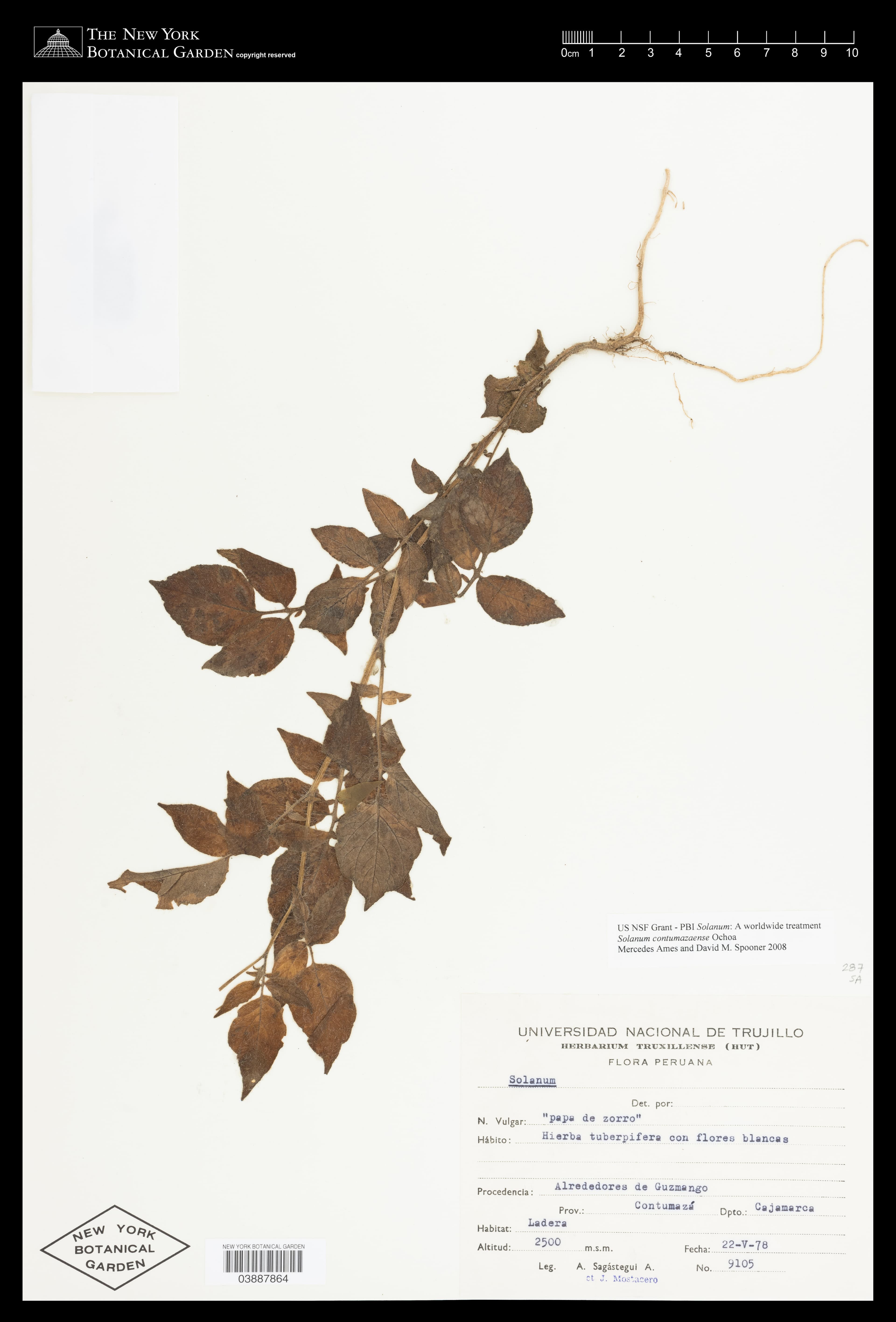 Solanum contumazaense
