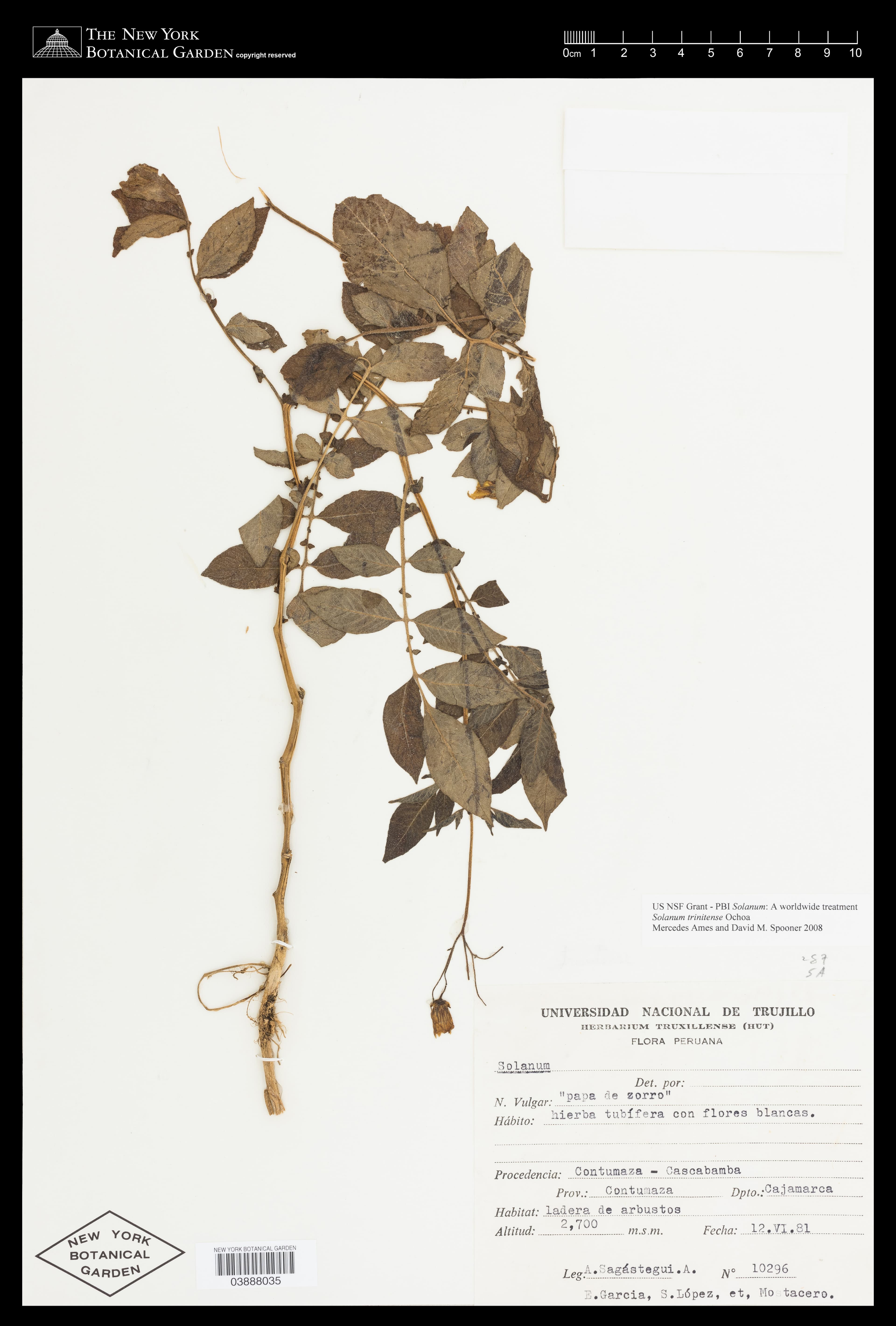 Solanum trinitense