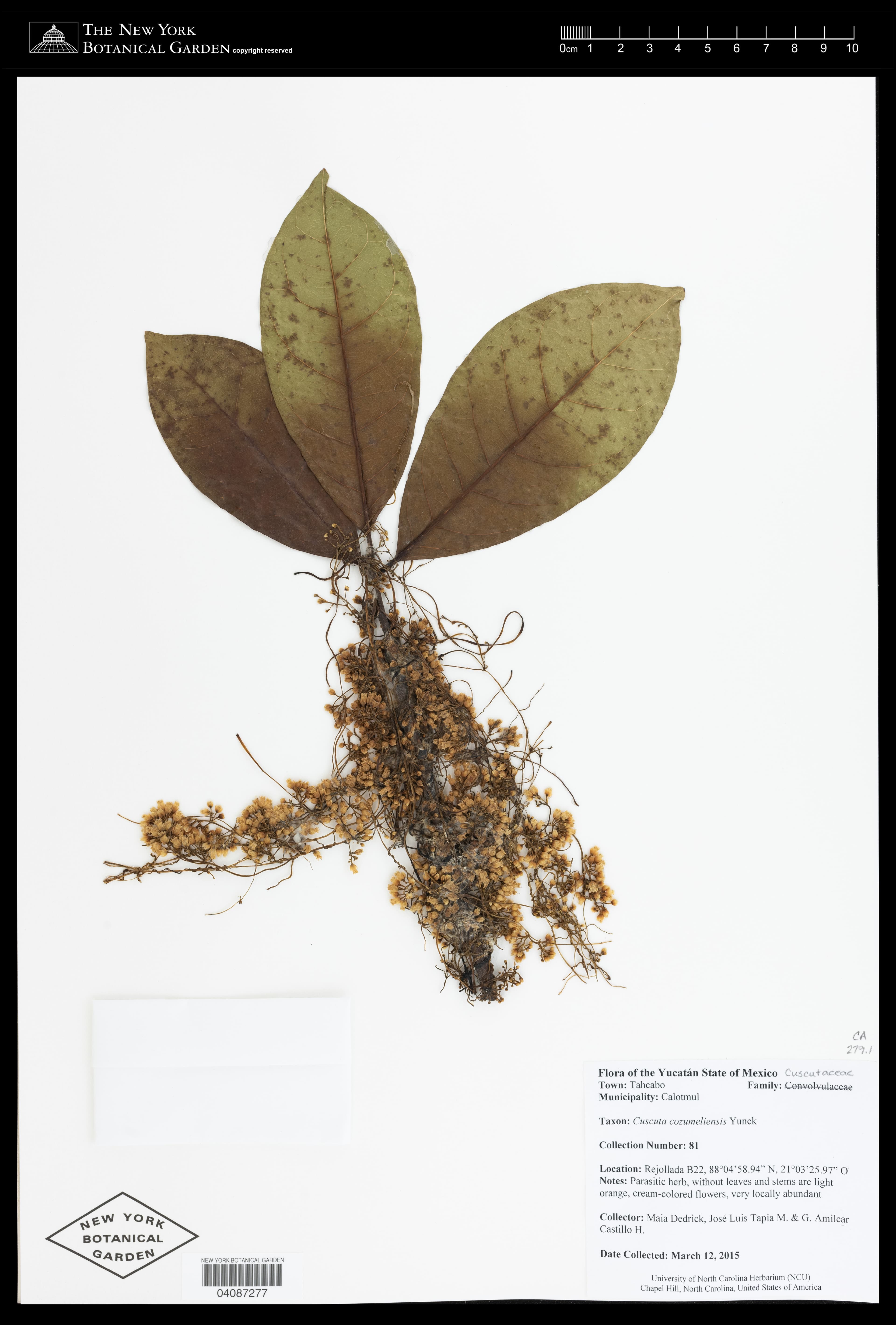 Cuscuta cozumeliensis