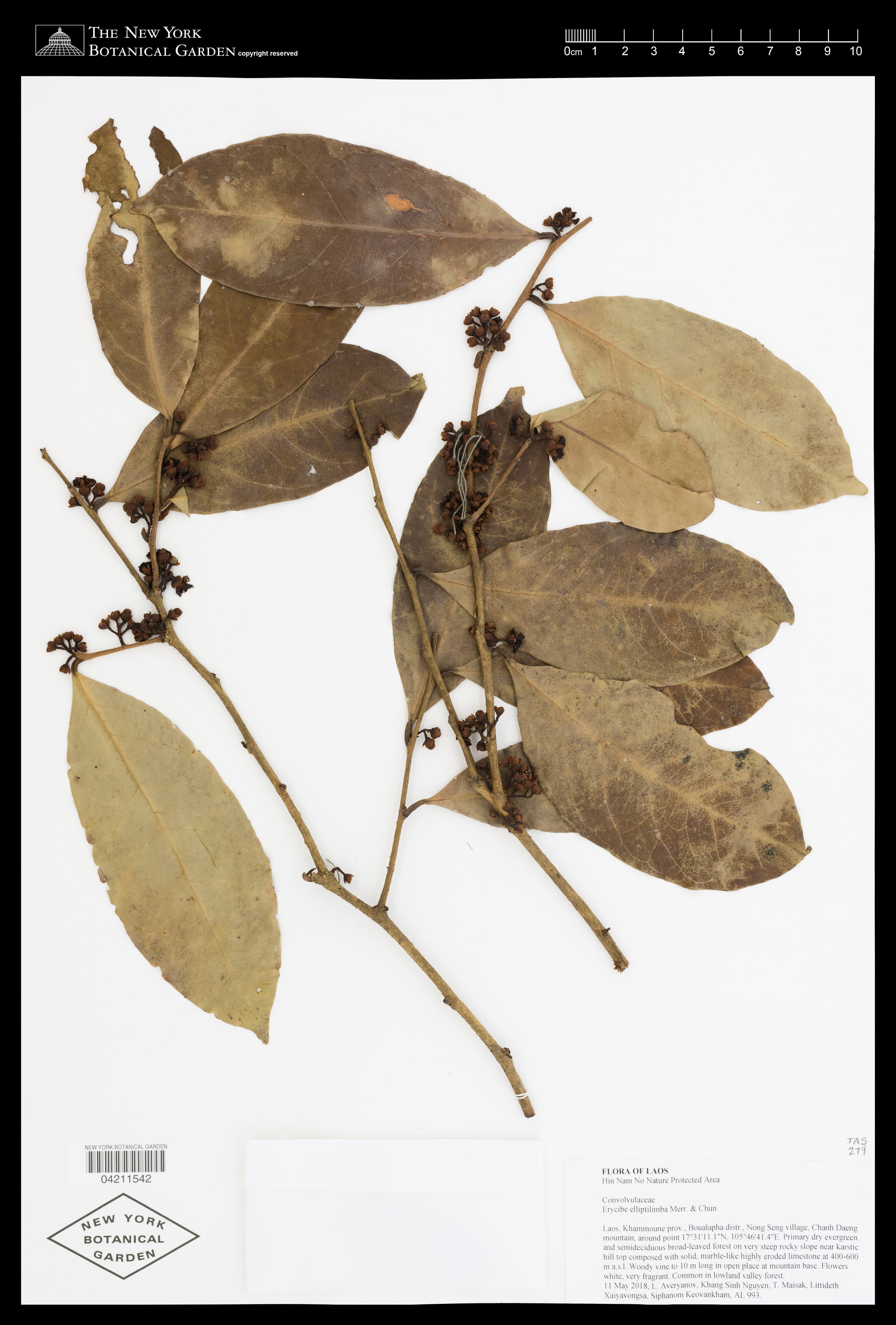 Erycibe elliptilimba