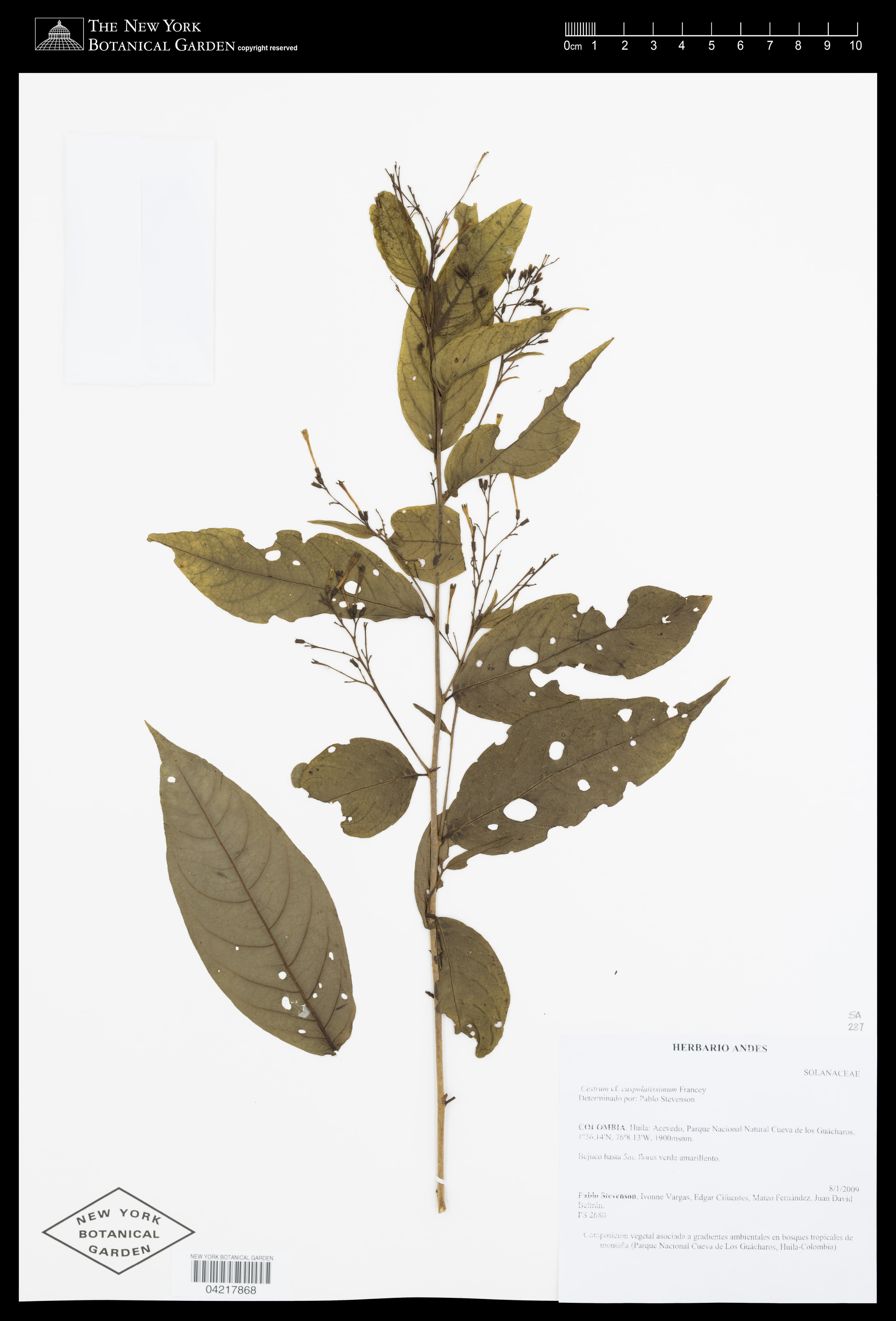 Cestrum cuspidatissimum