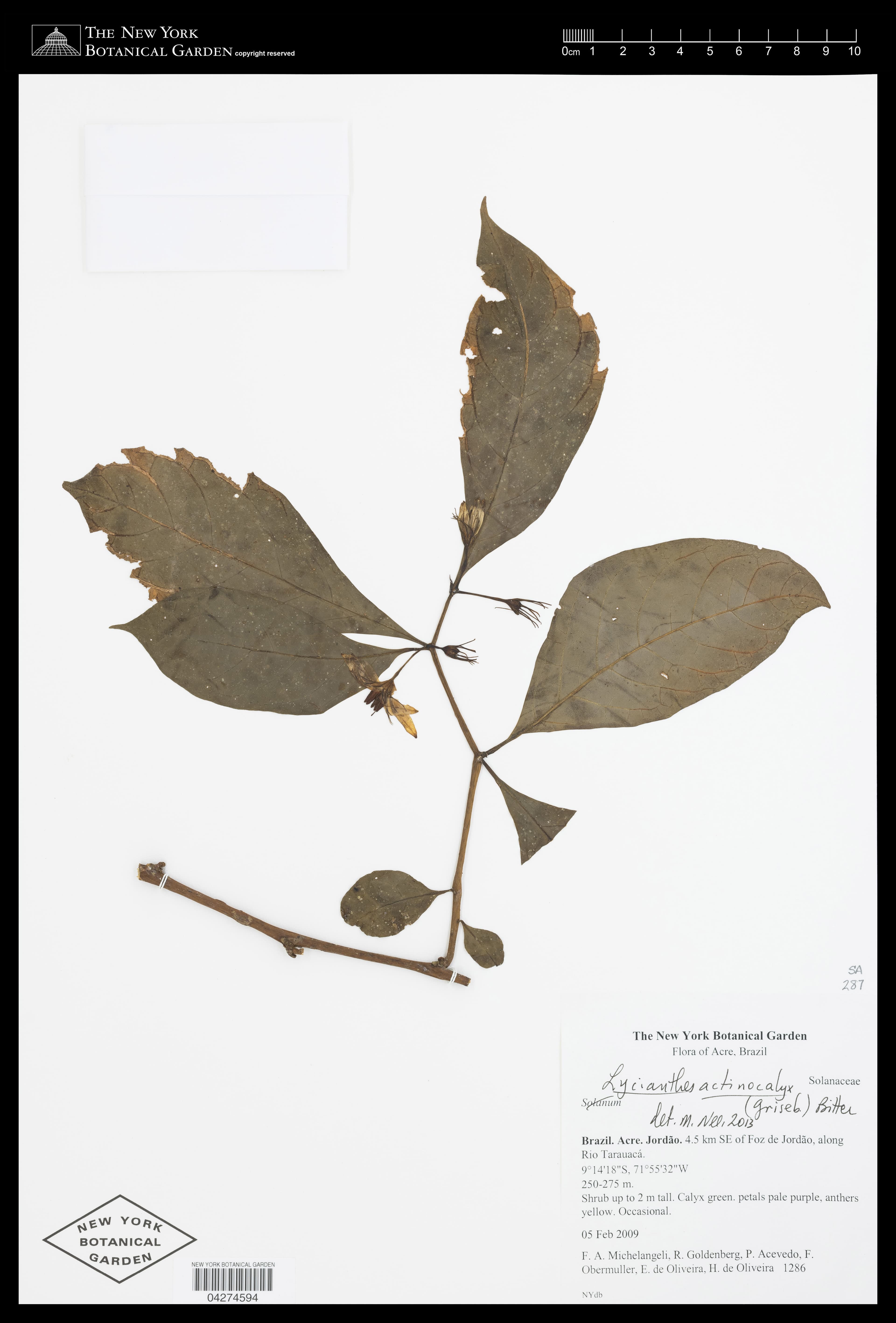 Lycianthes leptocaulis